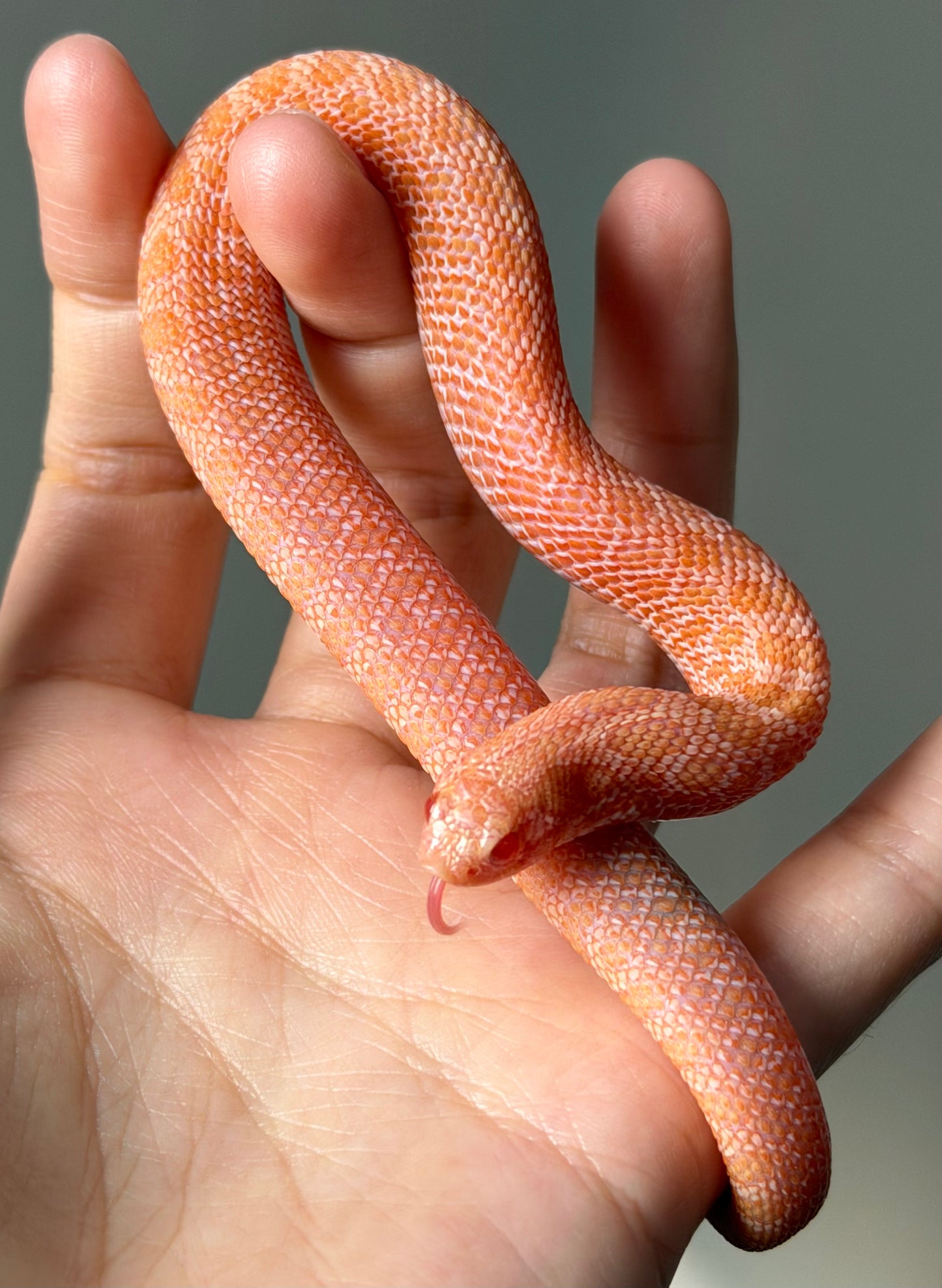 2025 北極太陽爆炸 ♀ (H25362)