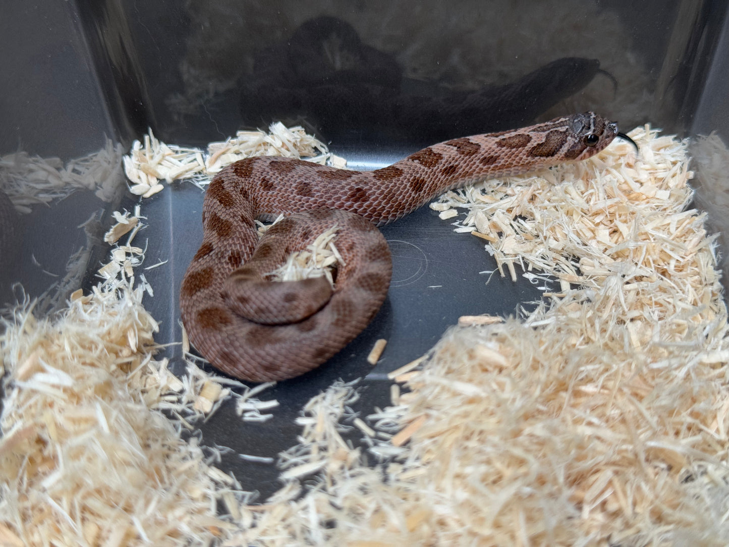 2025 北極紫貂康達Het太陽爆炸 ♀ (H25365)