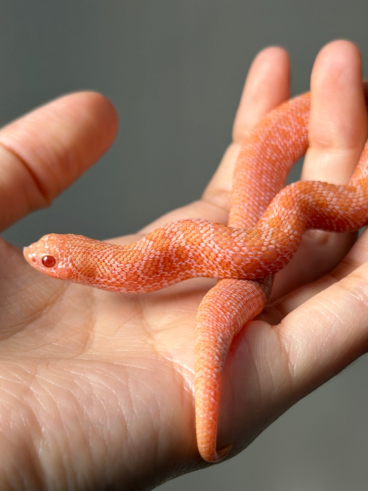 2025 北極太陽爆炸 ♀ (H25362)