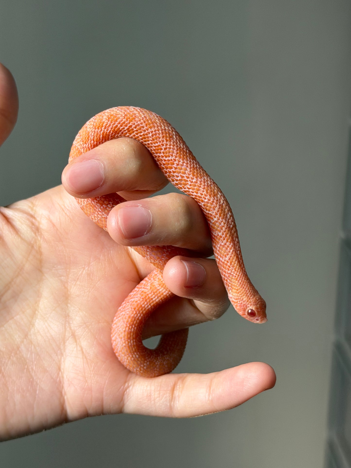 2025 北極太陽爆炸 ♀ (H25362)