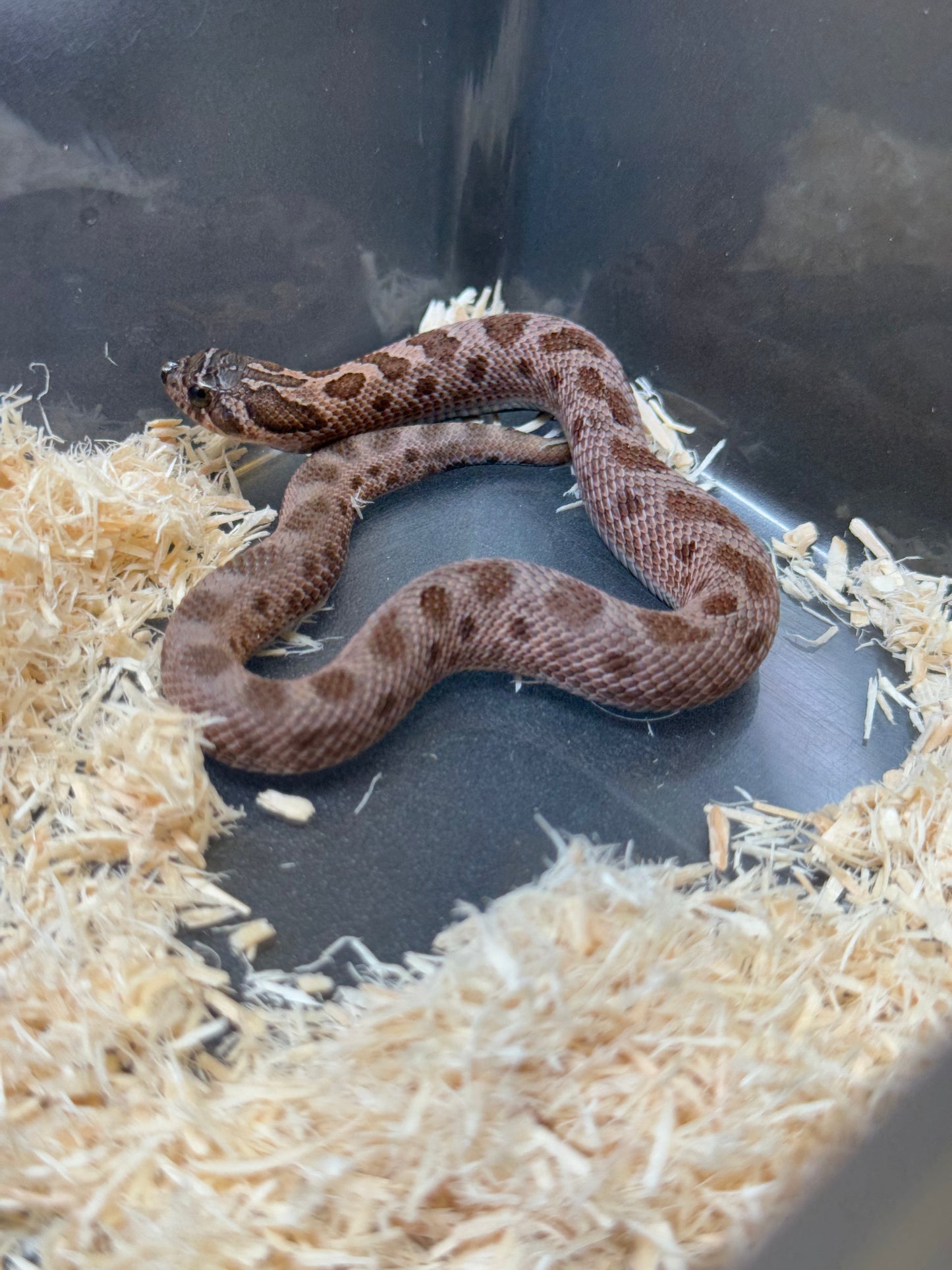 2025 北極紫貂康達Het太陽爆炸 ♀ (H25365)