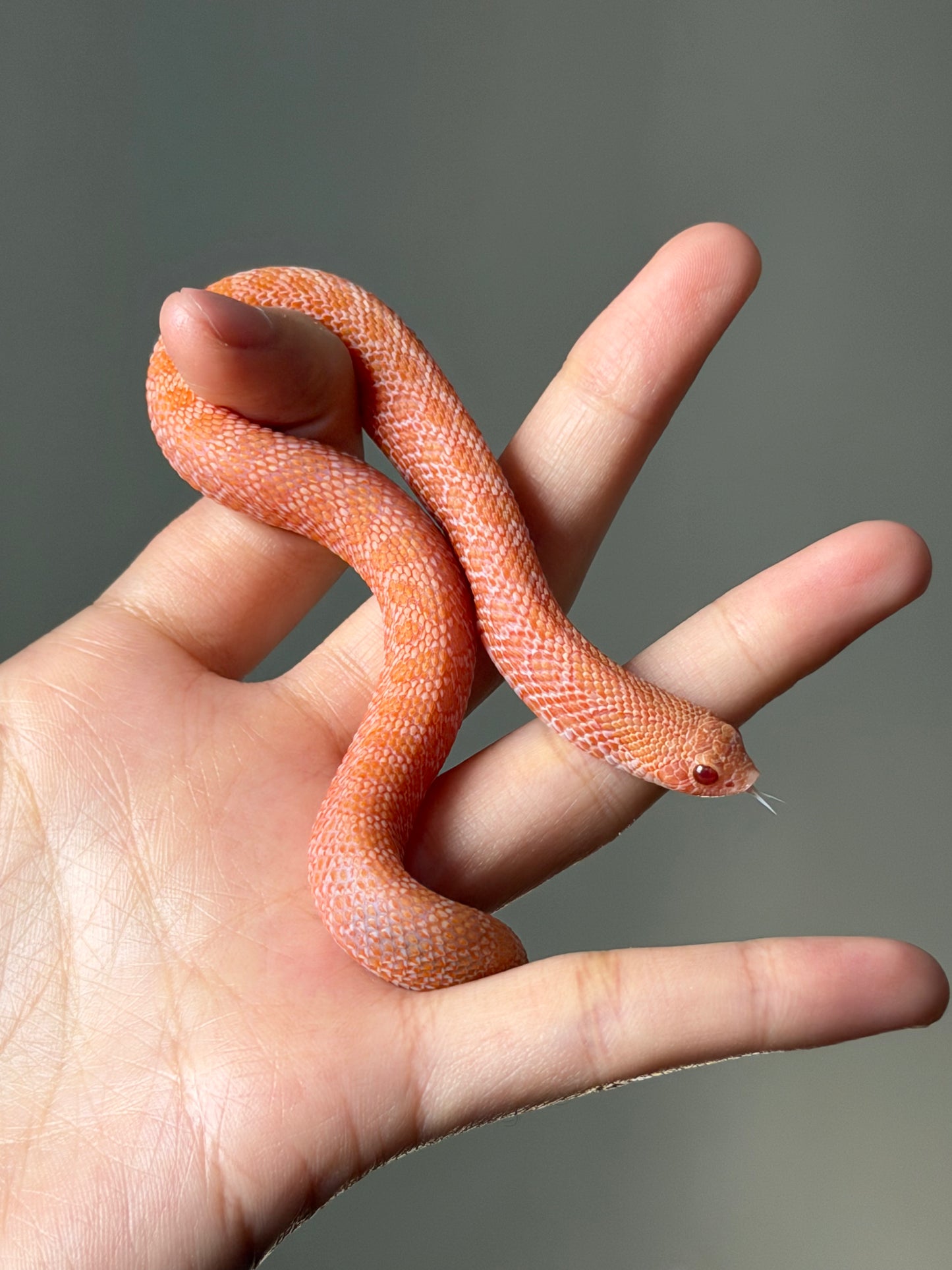 2025 北極太陽爆炸 ♀ (H25362)