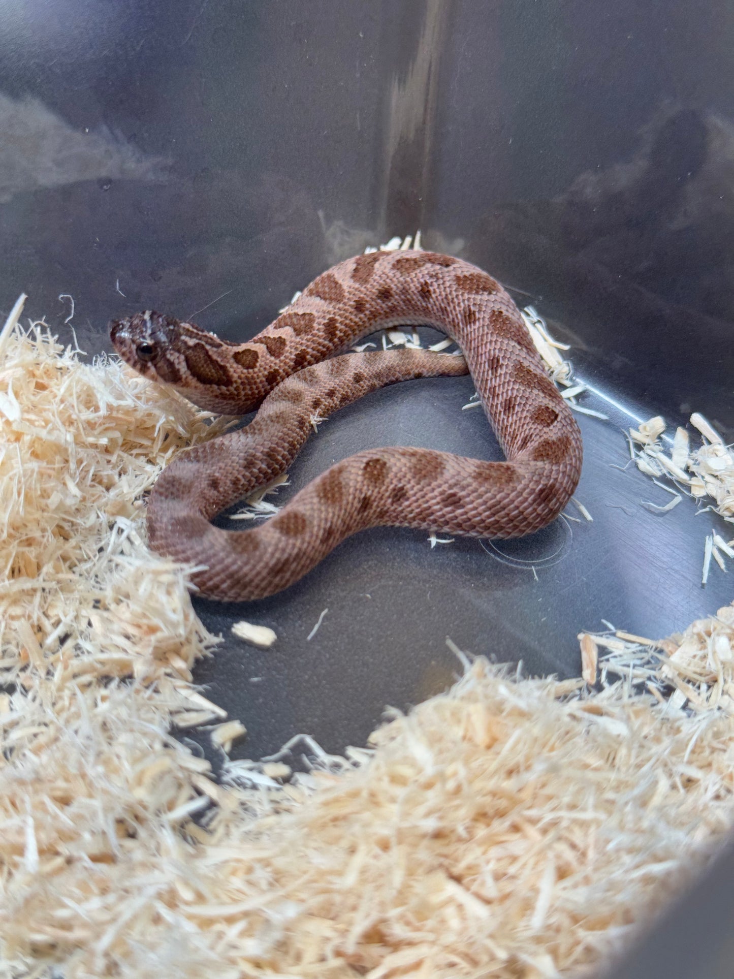 2025 北極紫貂康達Het太陽爆炸 ♀ (H25365)