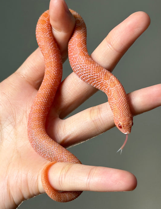 2025 北極太陽爆炸 ♀ (H25362)