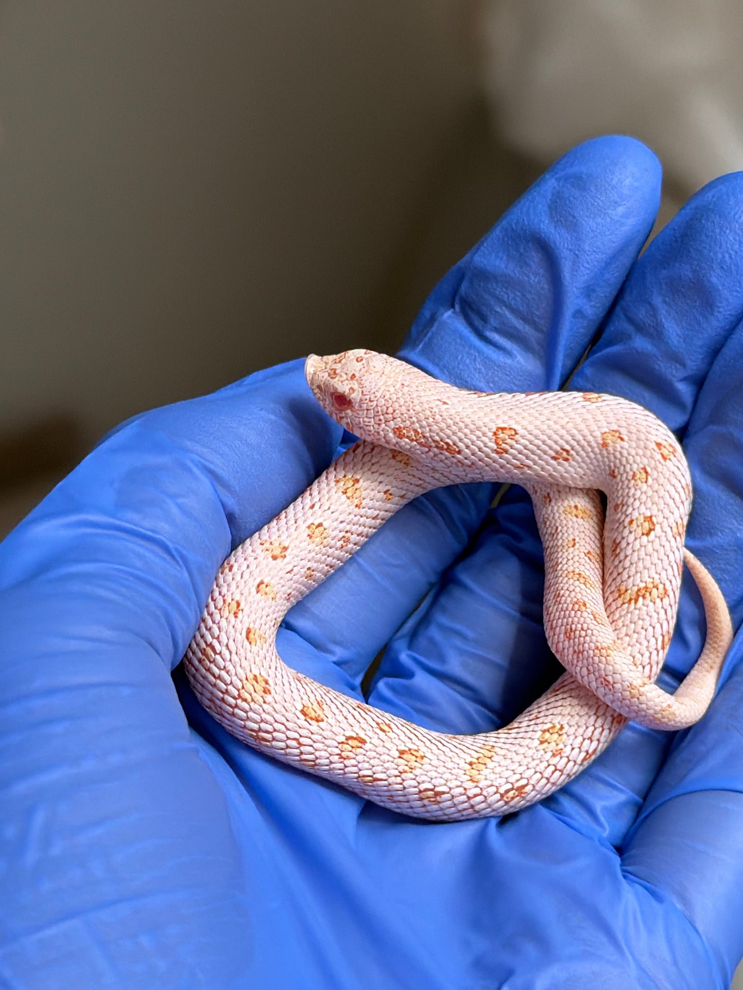 Albino Arctic Skullface 50%ph Sable