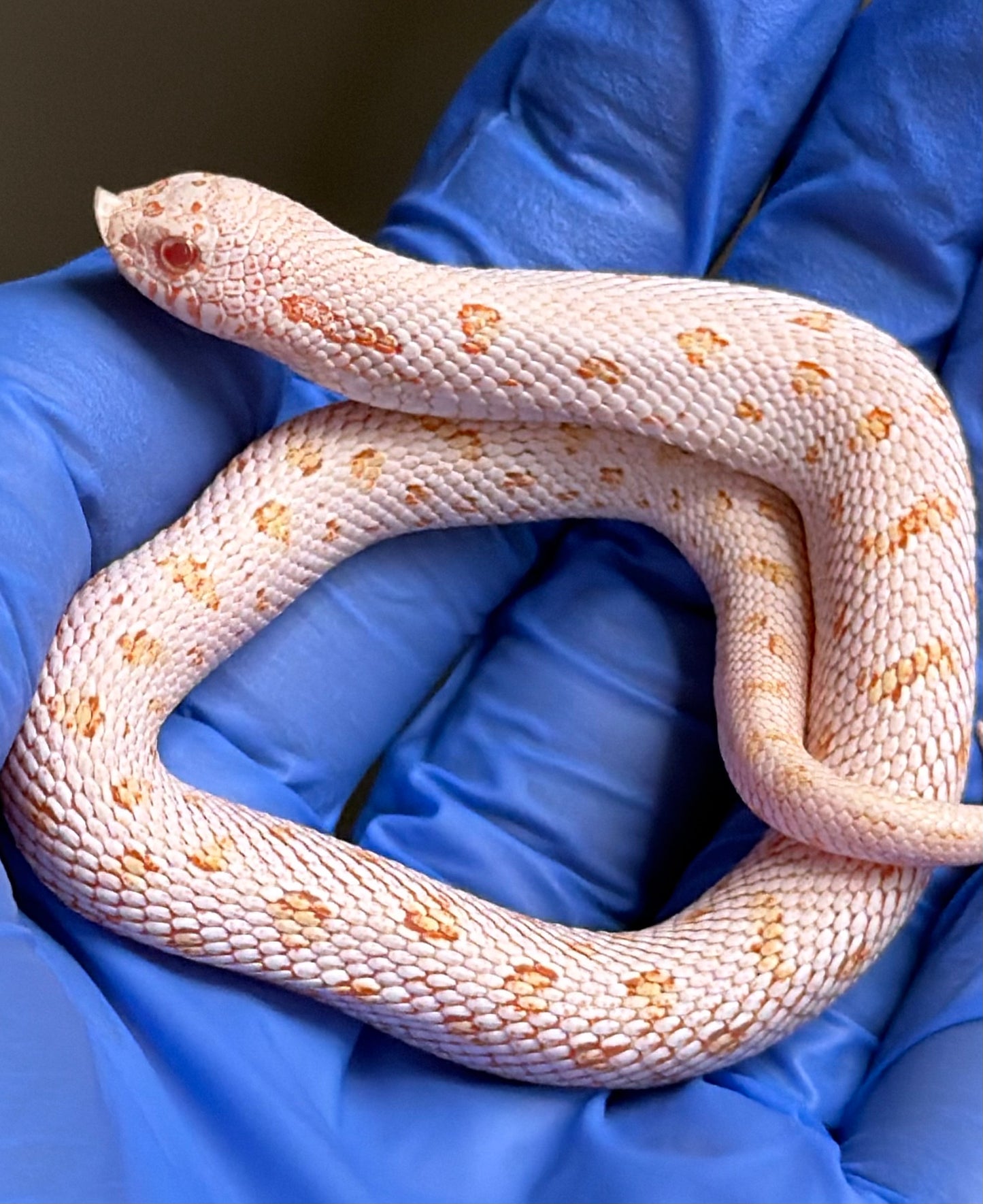 Albino Arctic Skullface 50%ph Sable