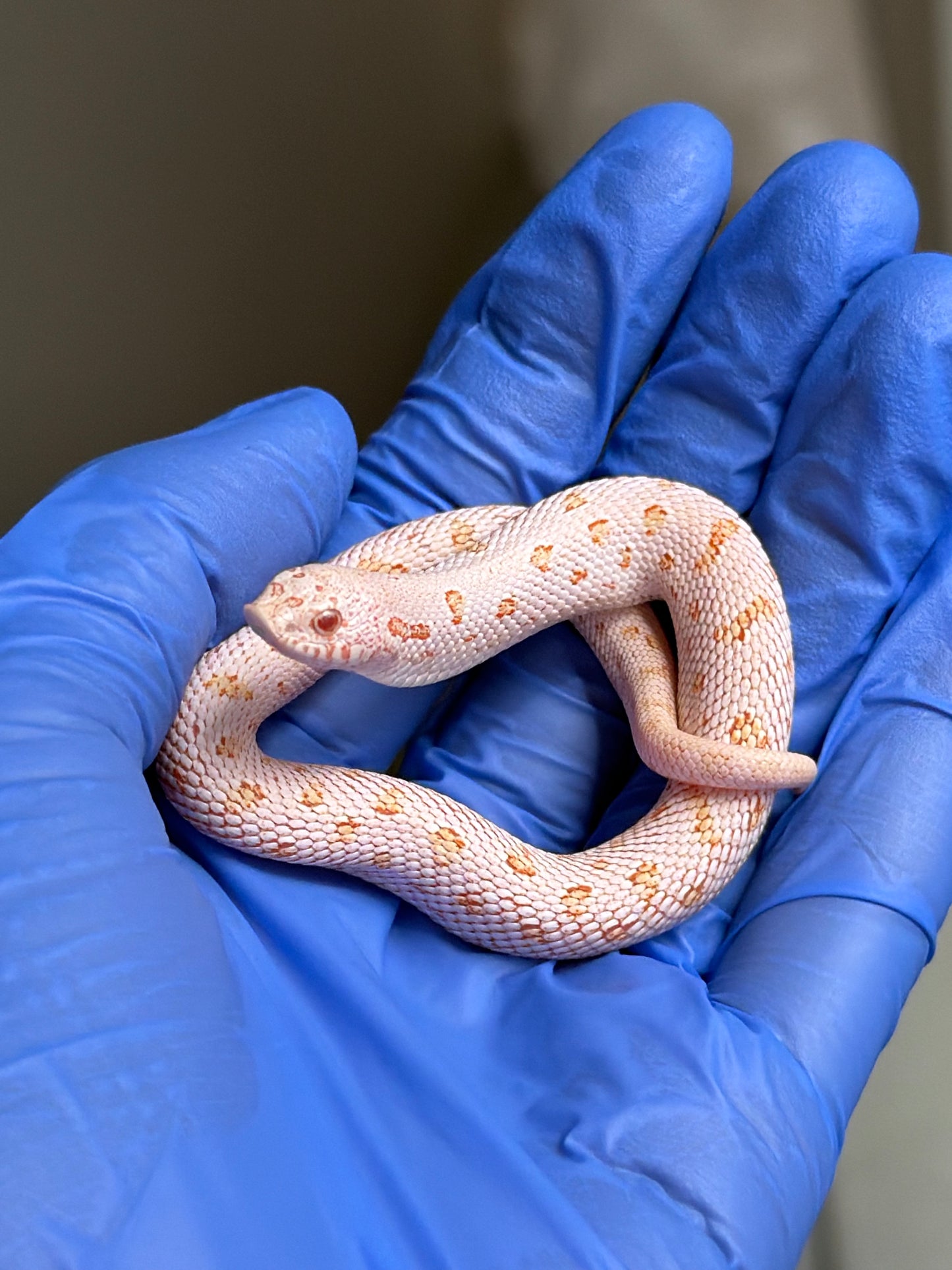 Albino Arctic Skullface 50%ph Sable
