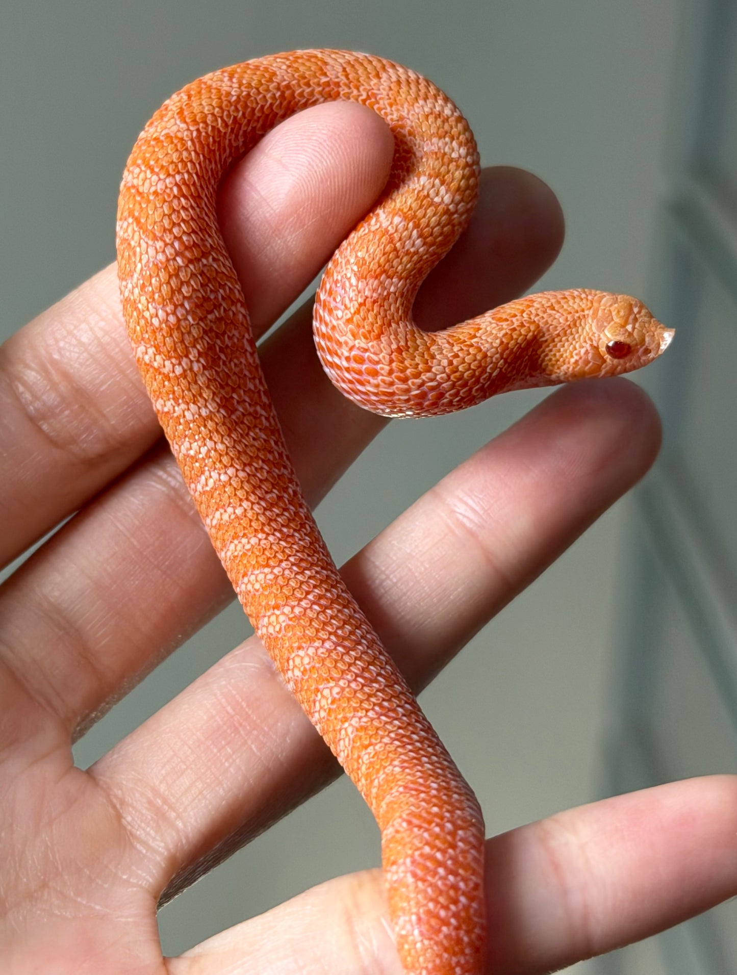 2025 太陽爆炸Het雪爆 ♂ (H25454)