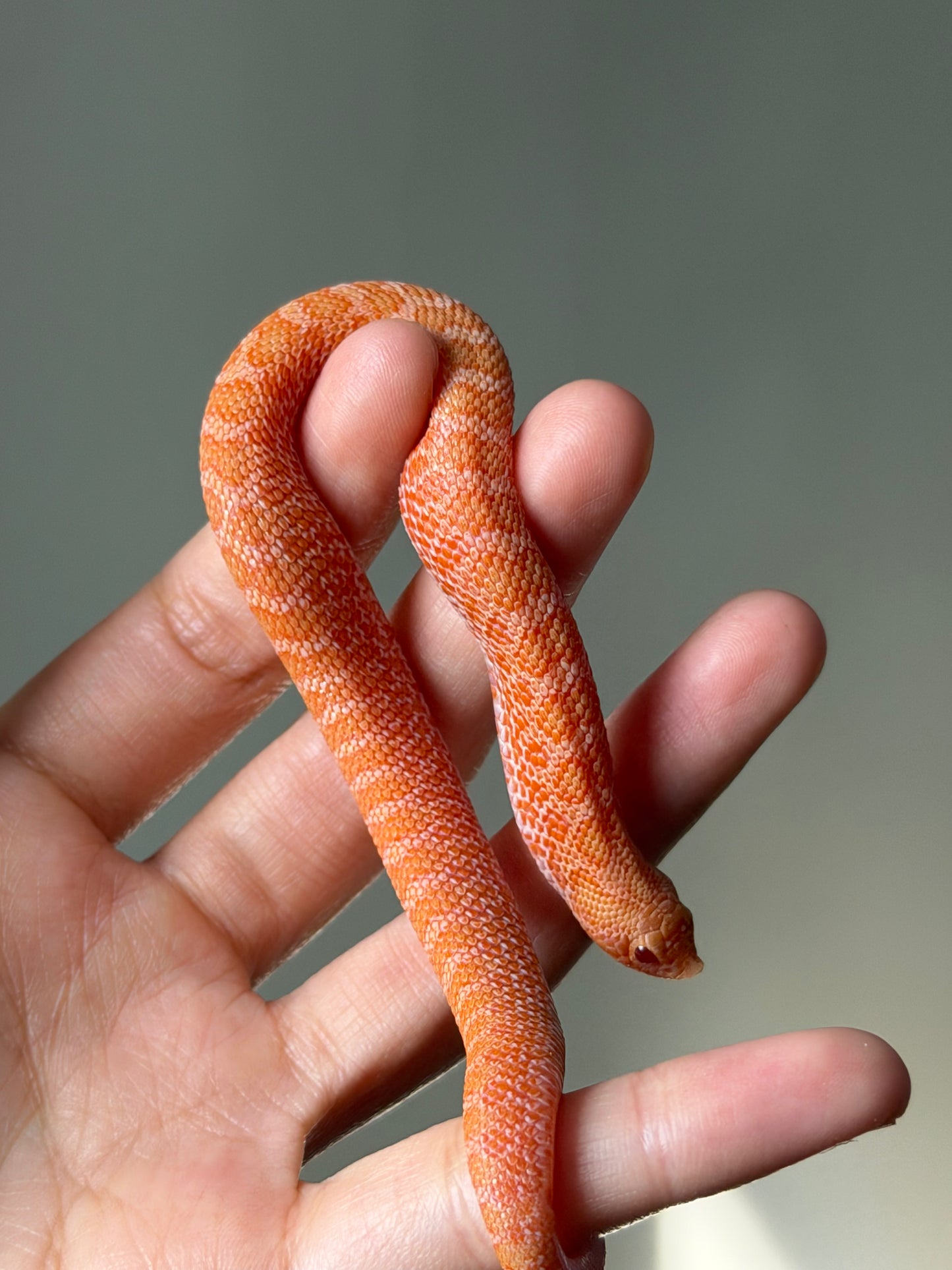 2025 太陽爆炸Het雪爆 ♂ (H25454)