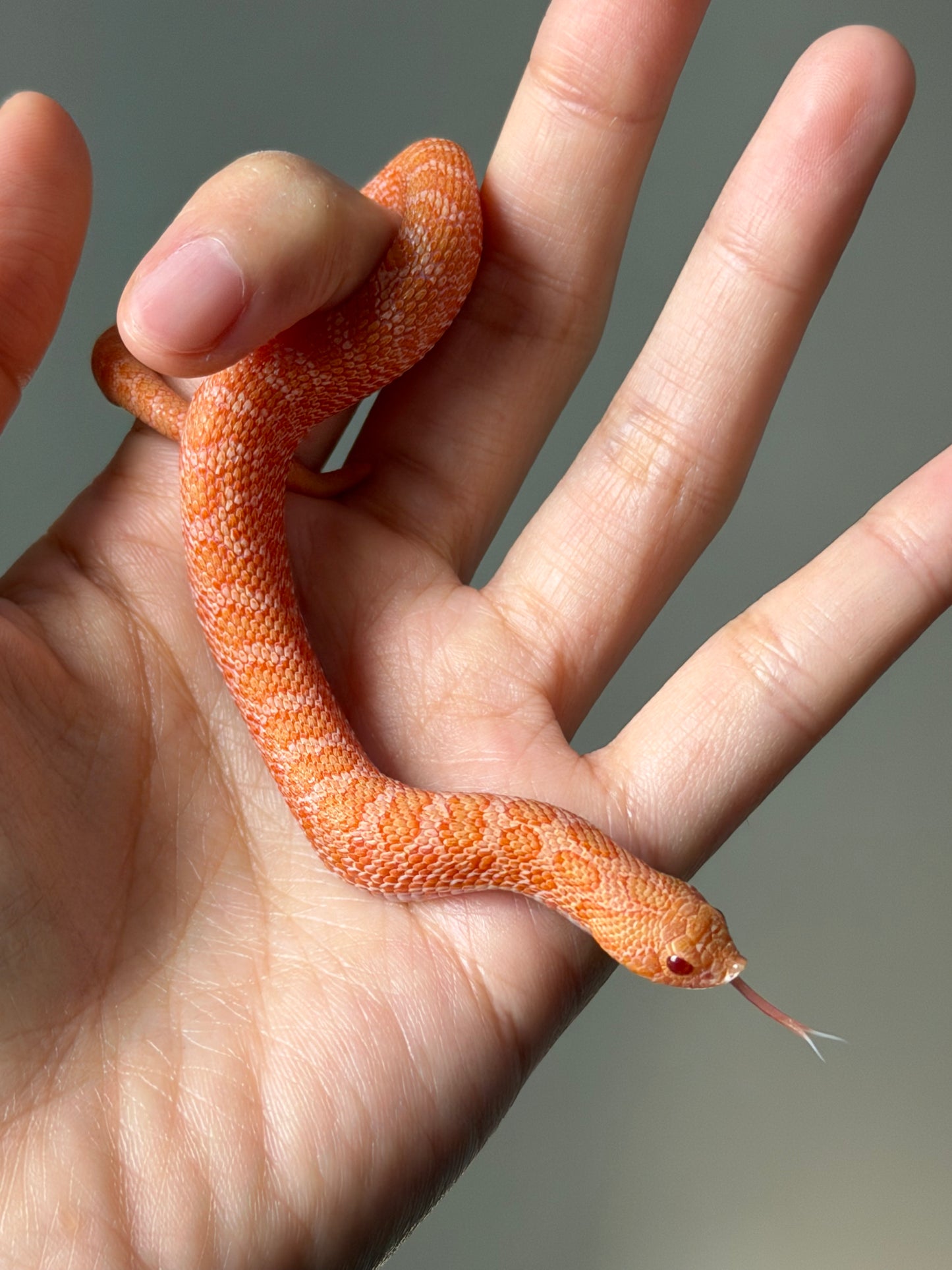 2025 太陽爆炸Het雪爆 ♂ (H25454)