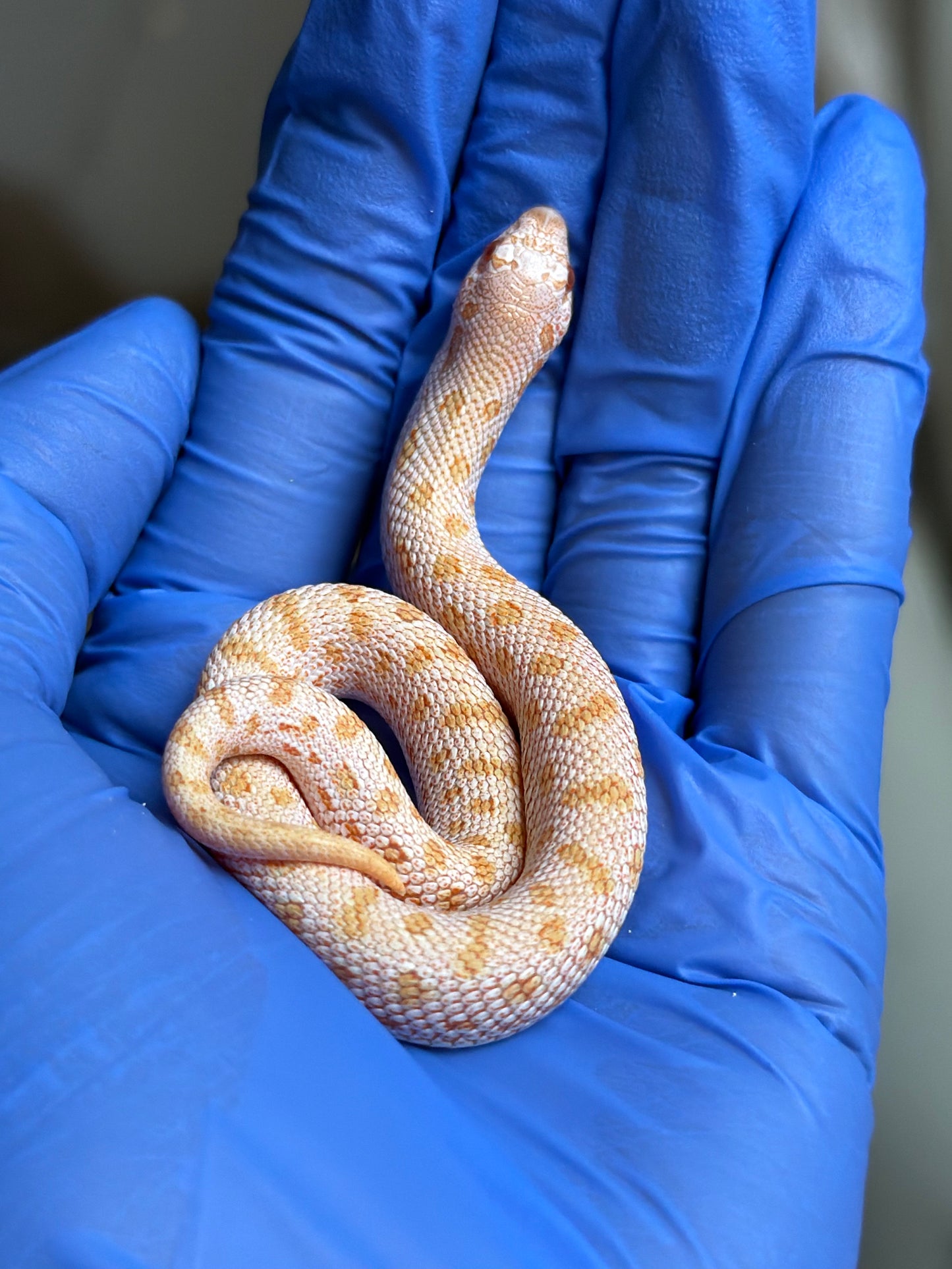 Albino Skullface 50%ph Sable