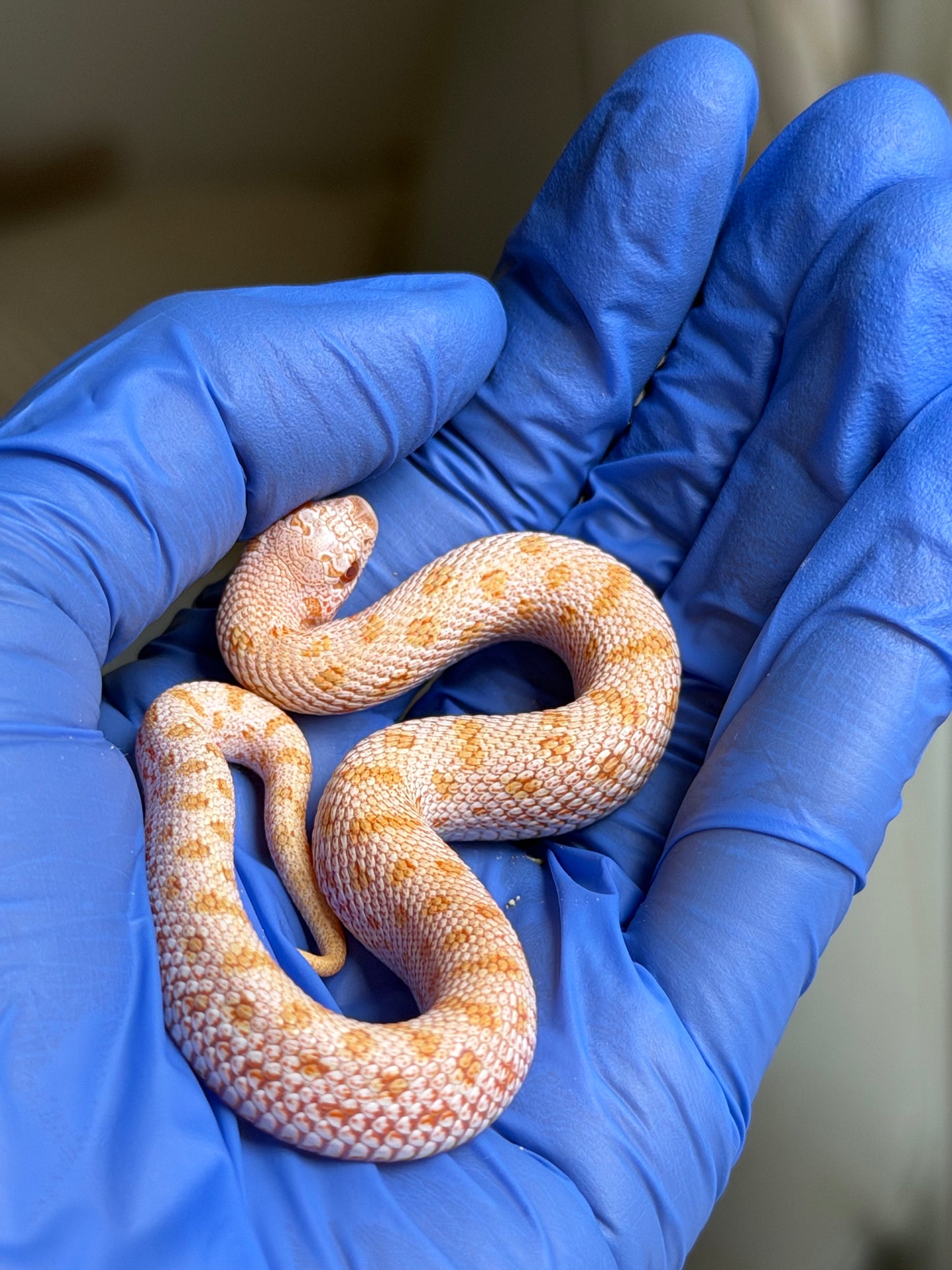 Albino Skullface 50%ph Sable