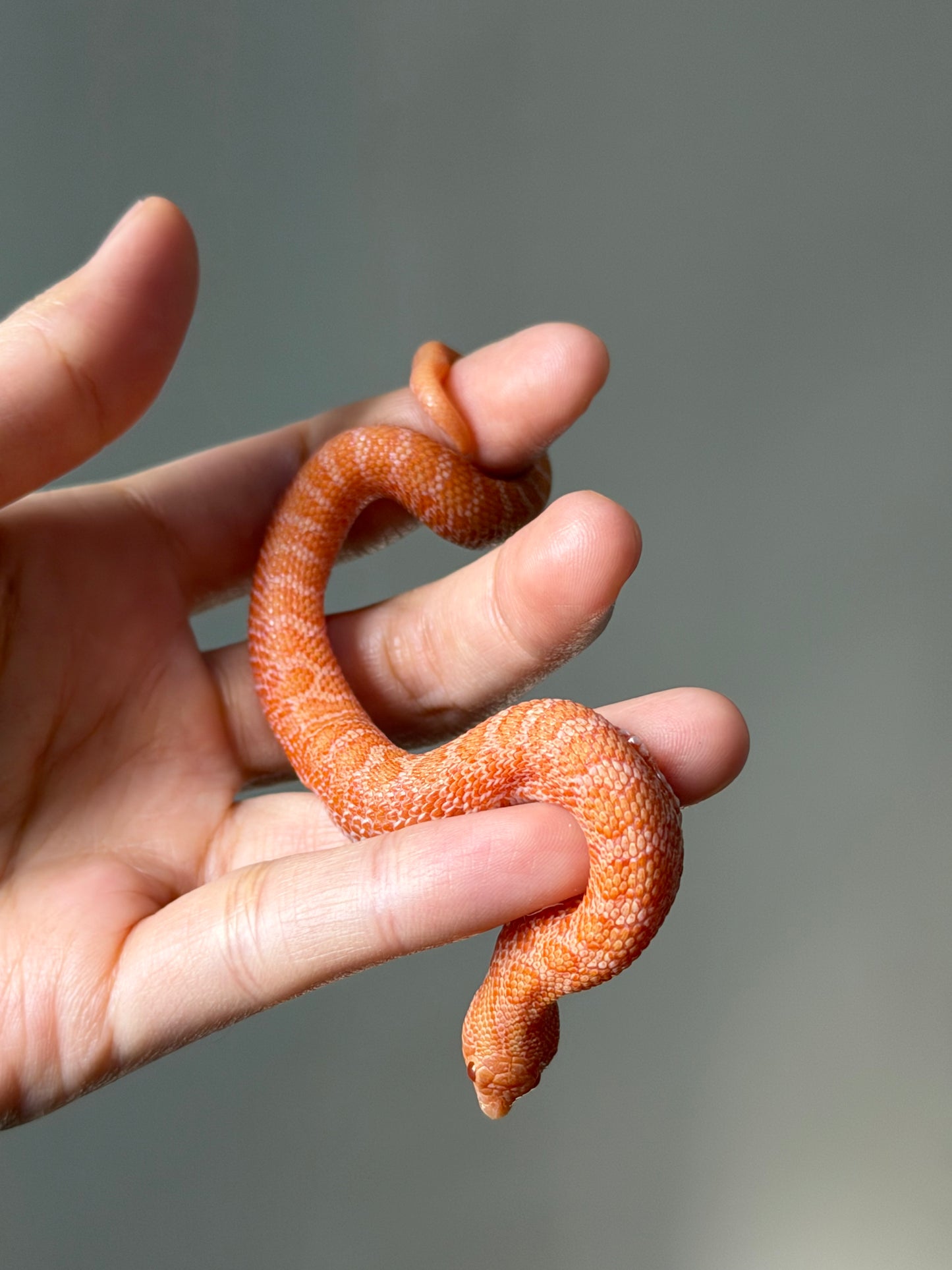 2025 太陽爆炸Het雪爆 ♂ (H25454)