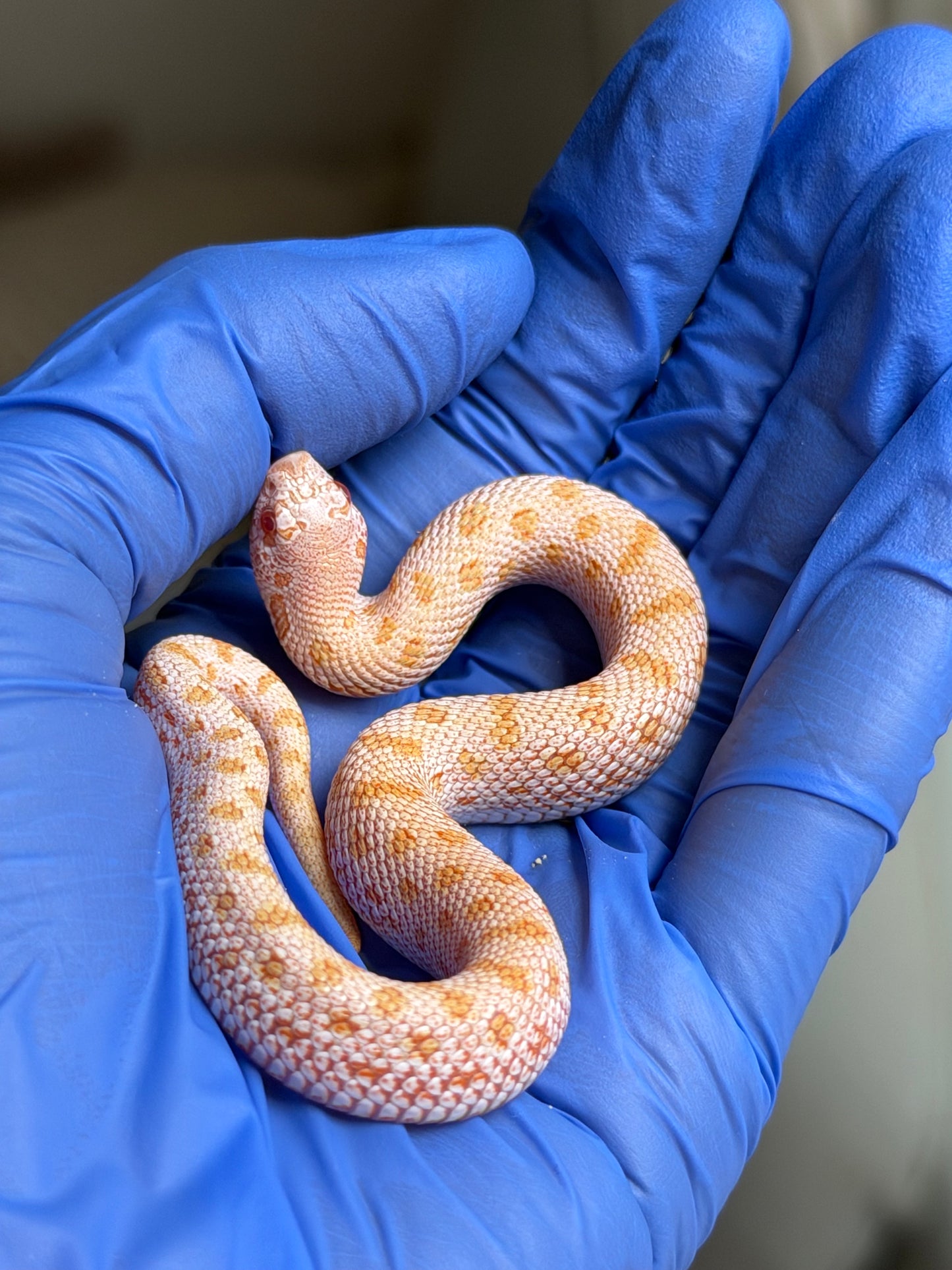 Albino Skullface 50%ph Sable