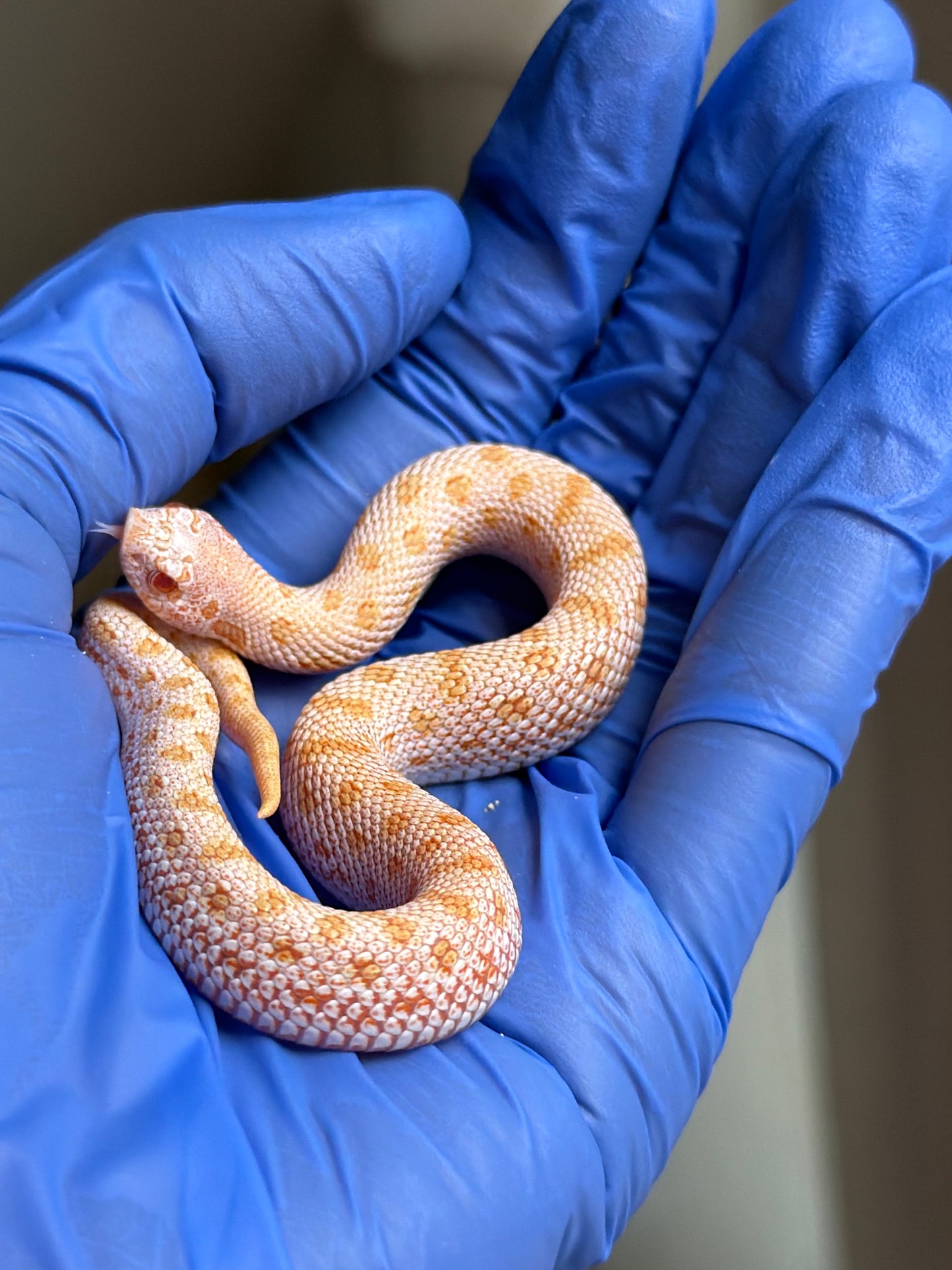 Albino Skullface 50%ph Sable