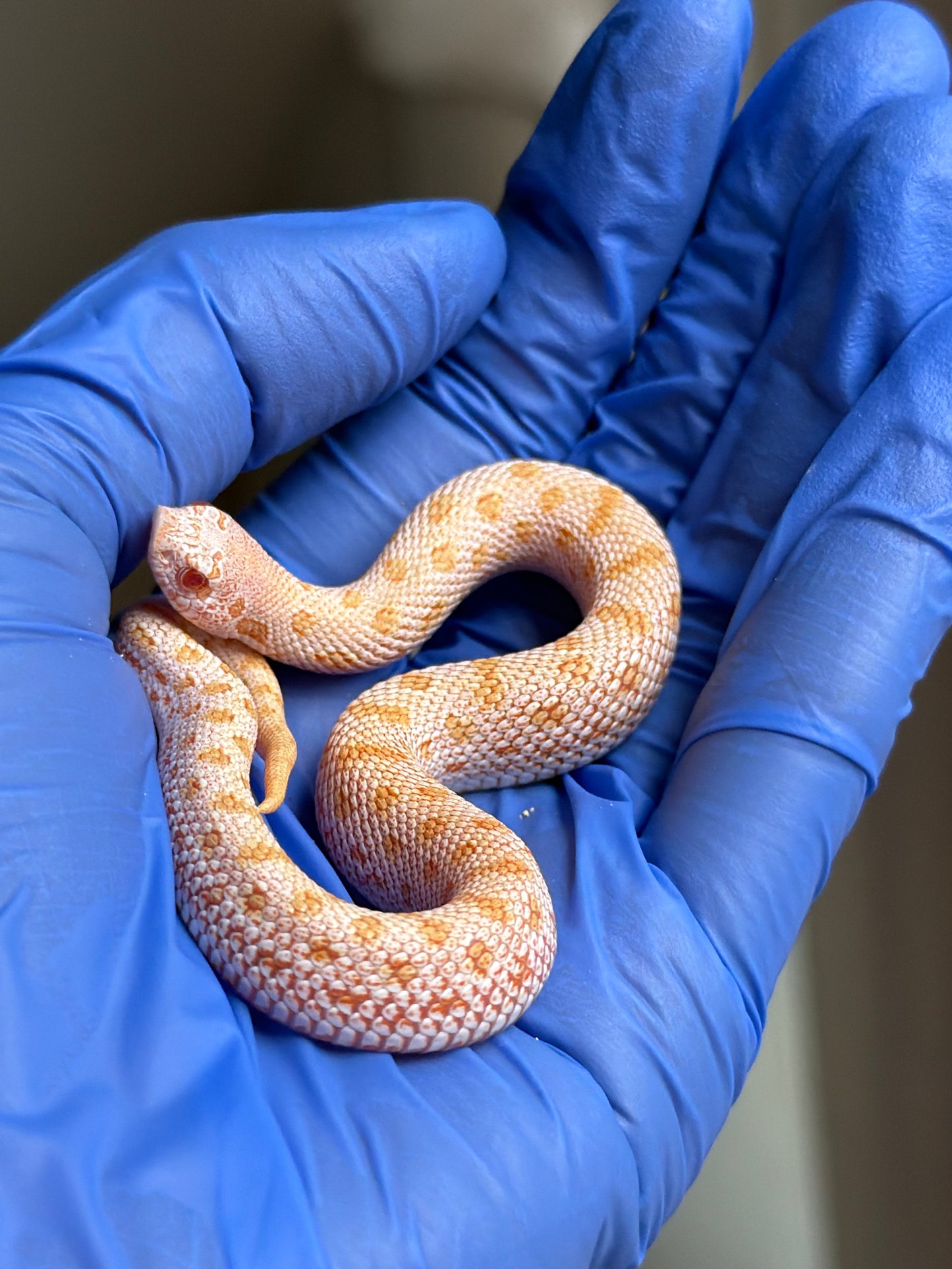 Albino Skullface 50%ph Sable