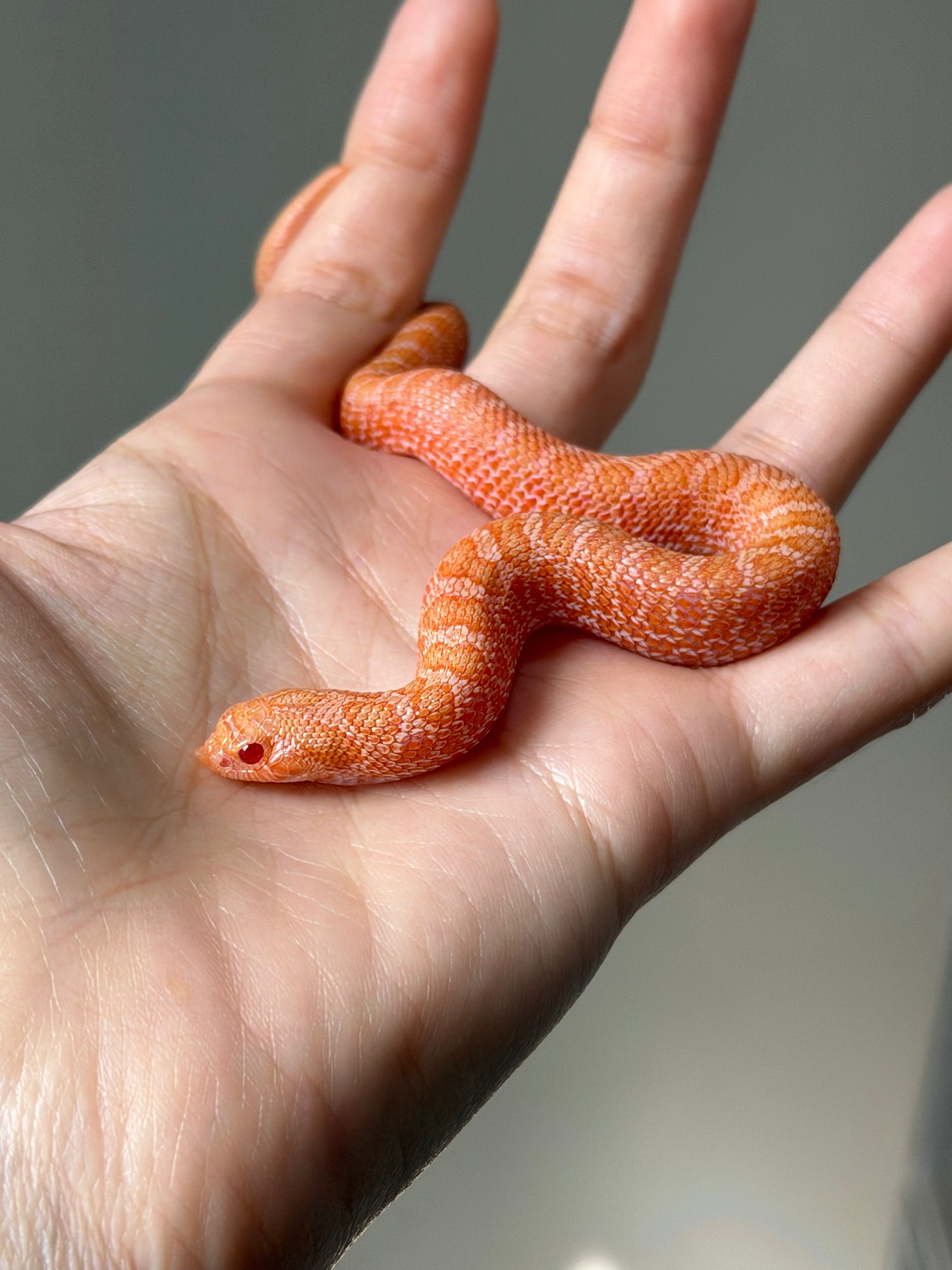 2025 太陽爆炸Het雪爆 ♂ (H25454)