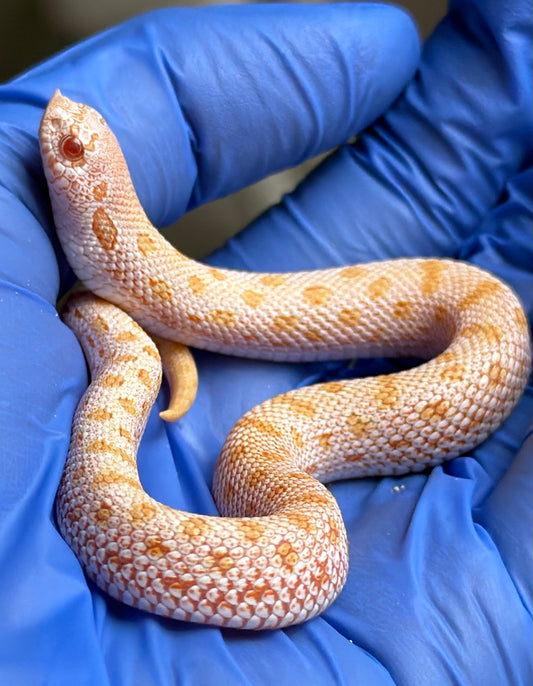 Albino Skullface 50%ph Sable