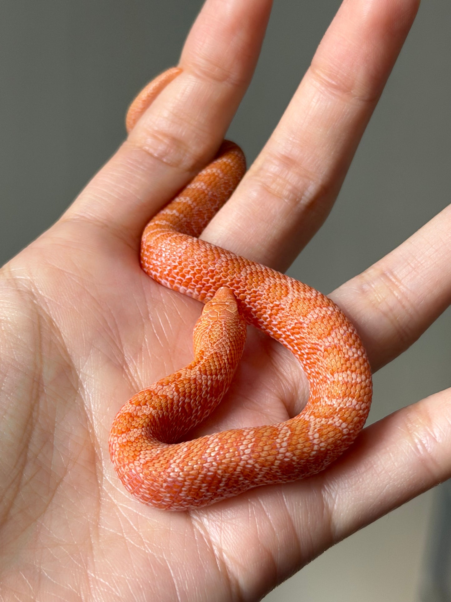 2025 太陽爆炸Het雪爆 ♂ (H25454)