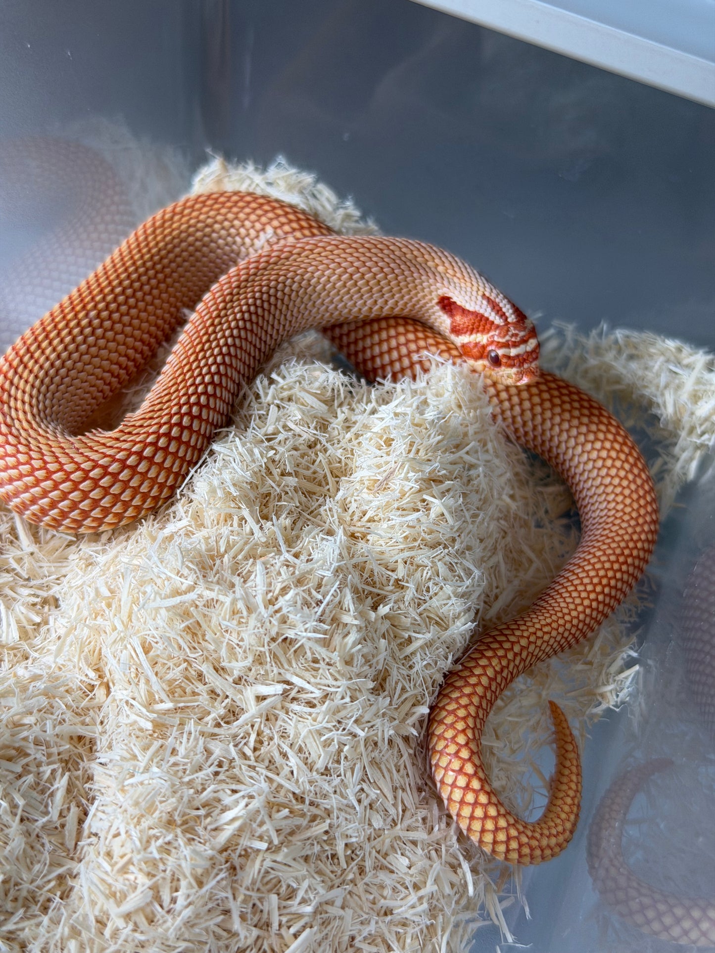 極端紅白化超級康達