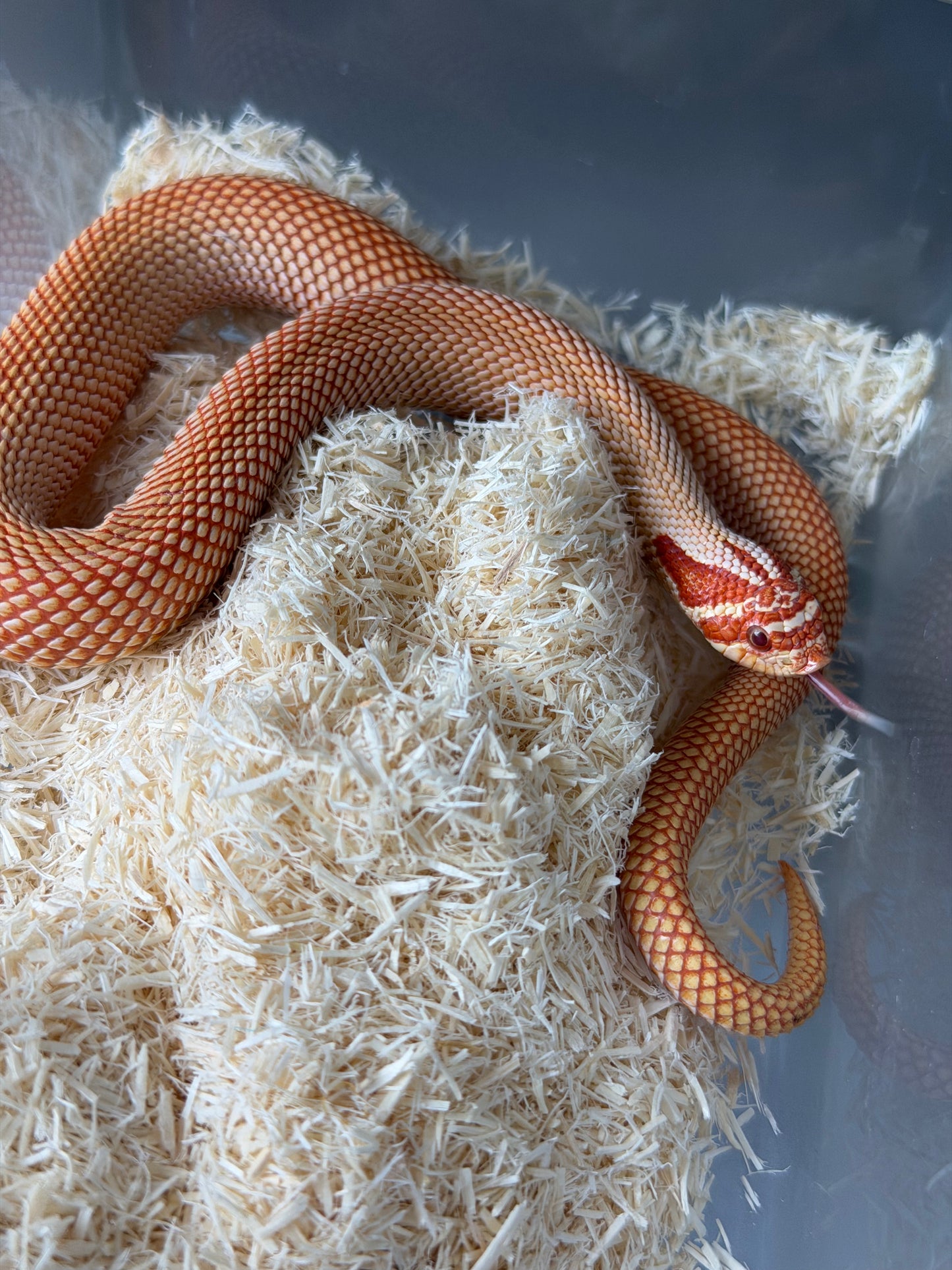 極端紅白化超級康達