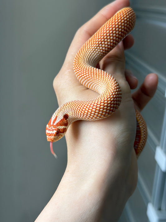 極端紅白化超級康達