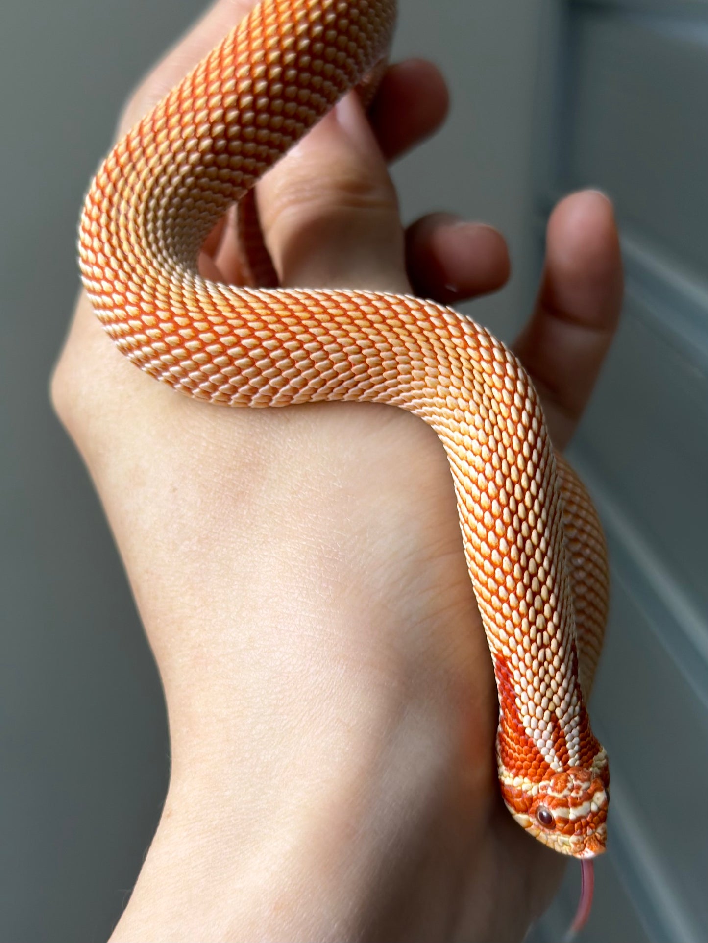 極端紅白化超級康達