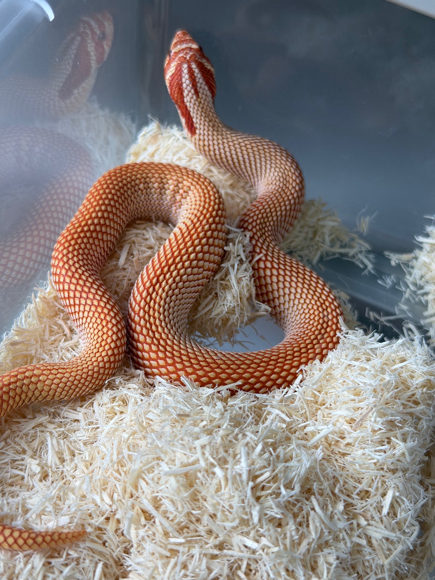 極端紅白化超級康達