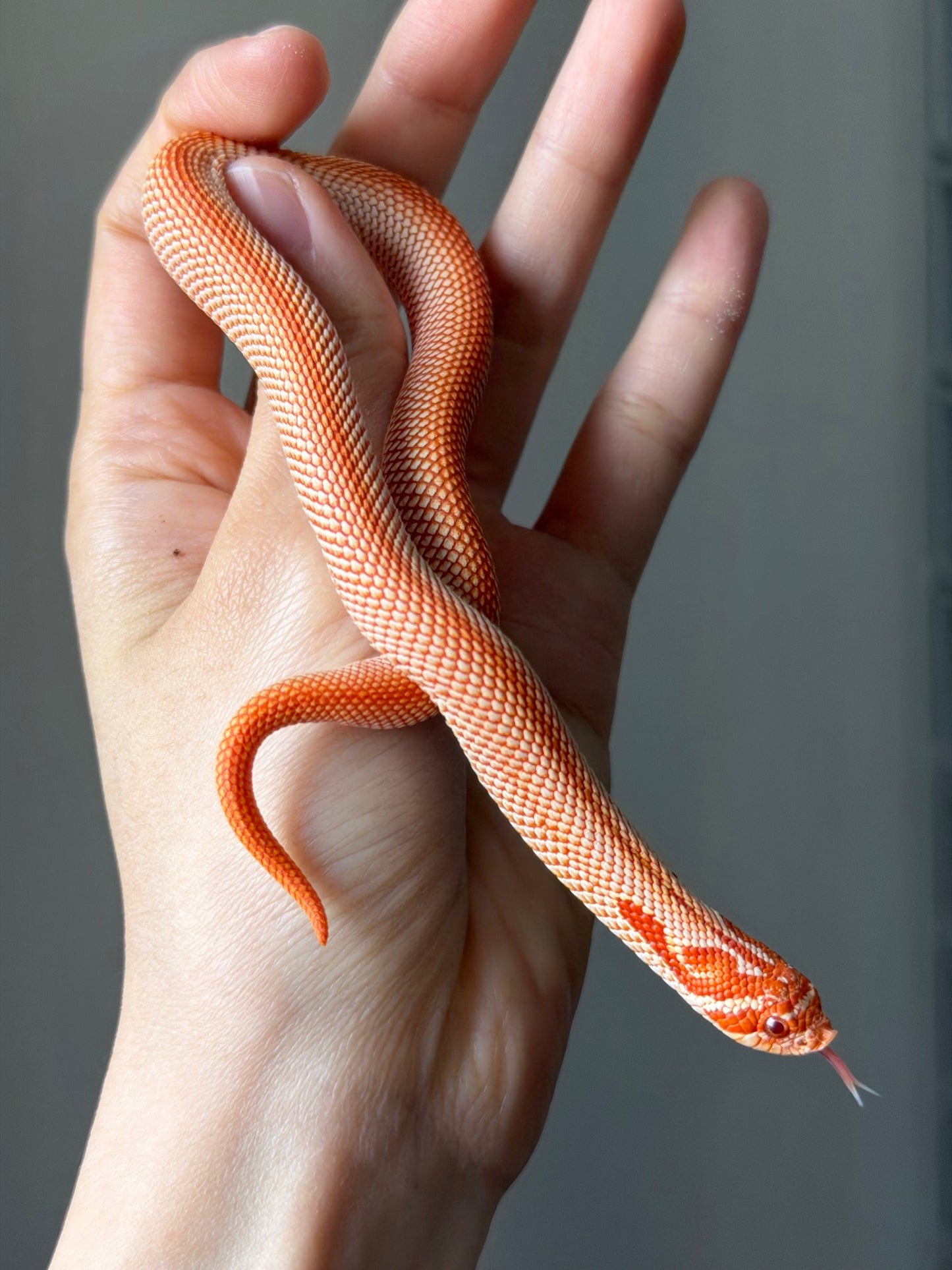 純血彩色爆風白化超級康達