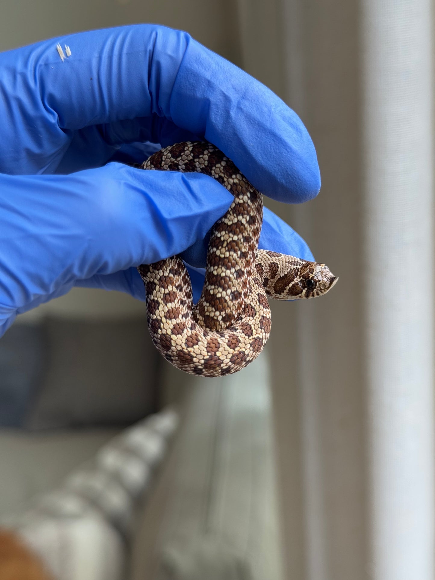 2025 Pos北極Het幽靈巧克力 ♂ (H25331)