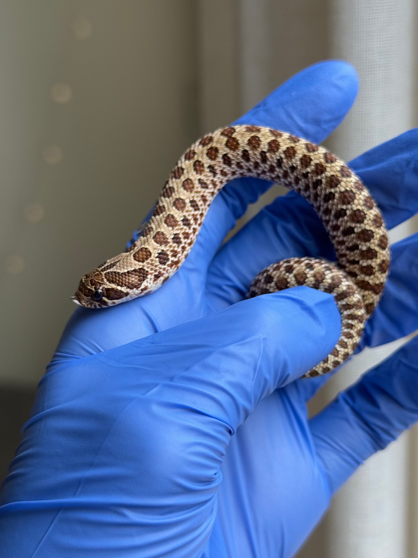 2025 Pos北極Het幽靈巧克力 ♂ (H25331)