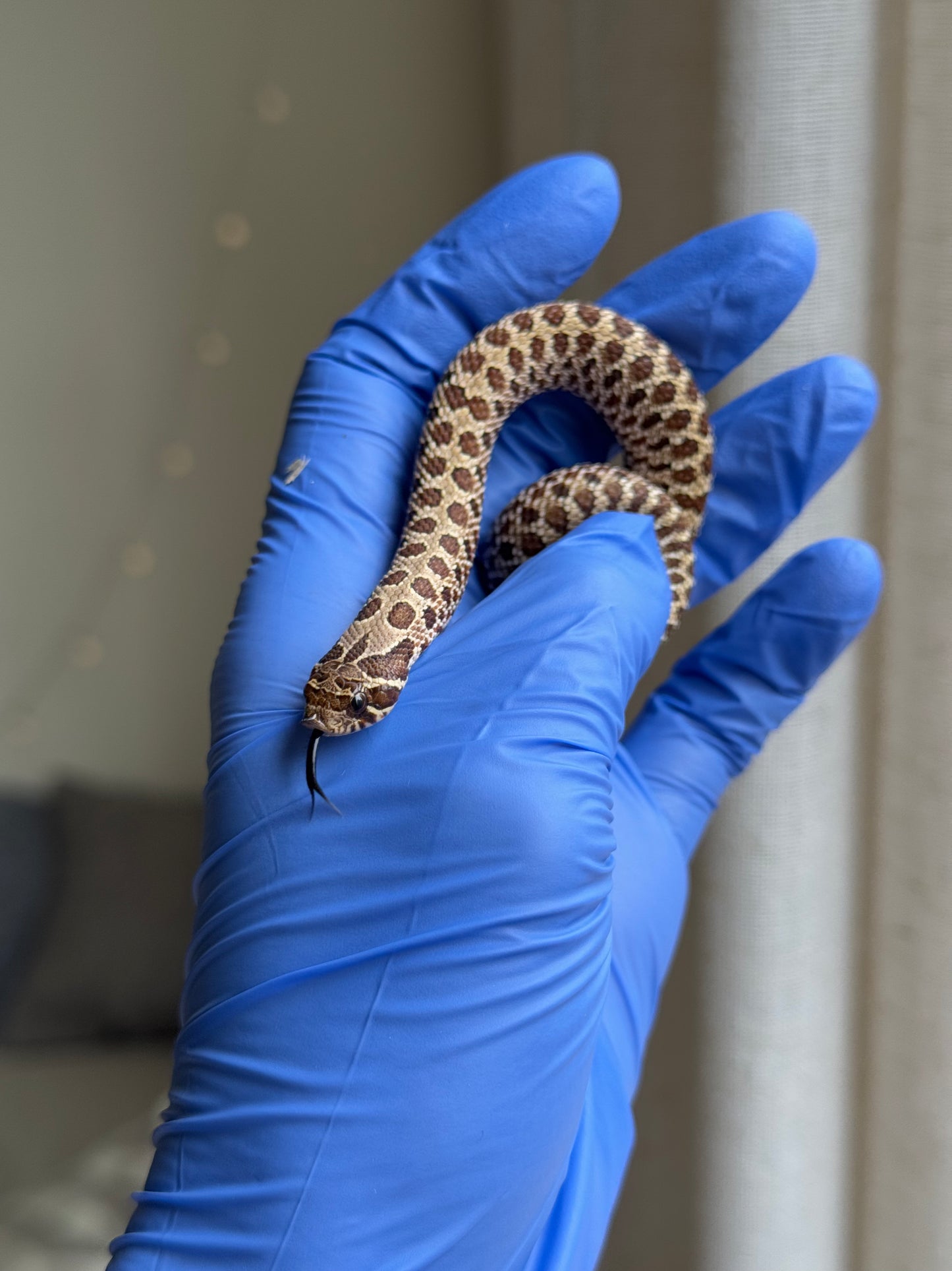 2025 Pos北極Het幽靈巧克力 ♂ (H25331)