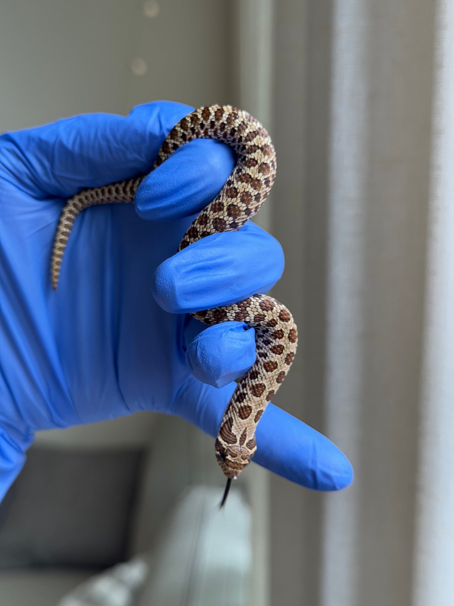 2025 Pos北極Het幽靈巧克力 ♂ (H25331)