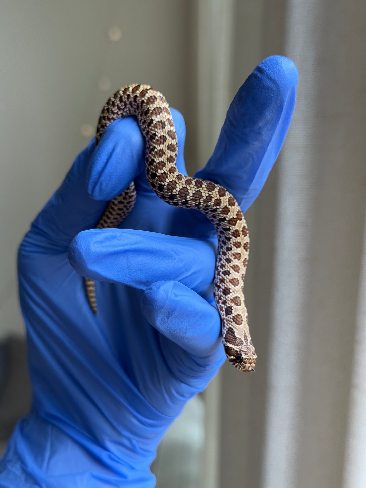 2025 Pos北極Het幽靈巧克力 ♂ (H25331)