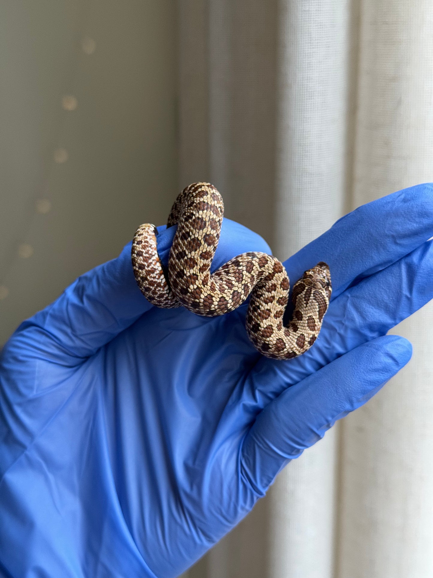 2025 Pos北極Het幽靈巧克力 ♂ (H25331)