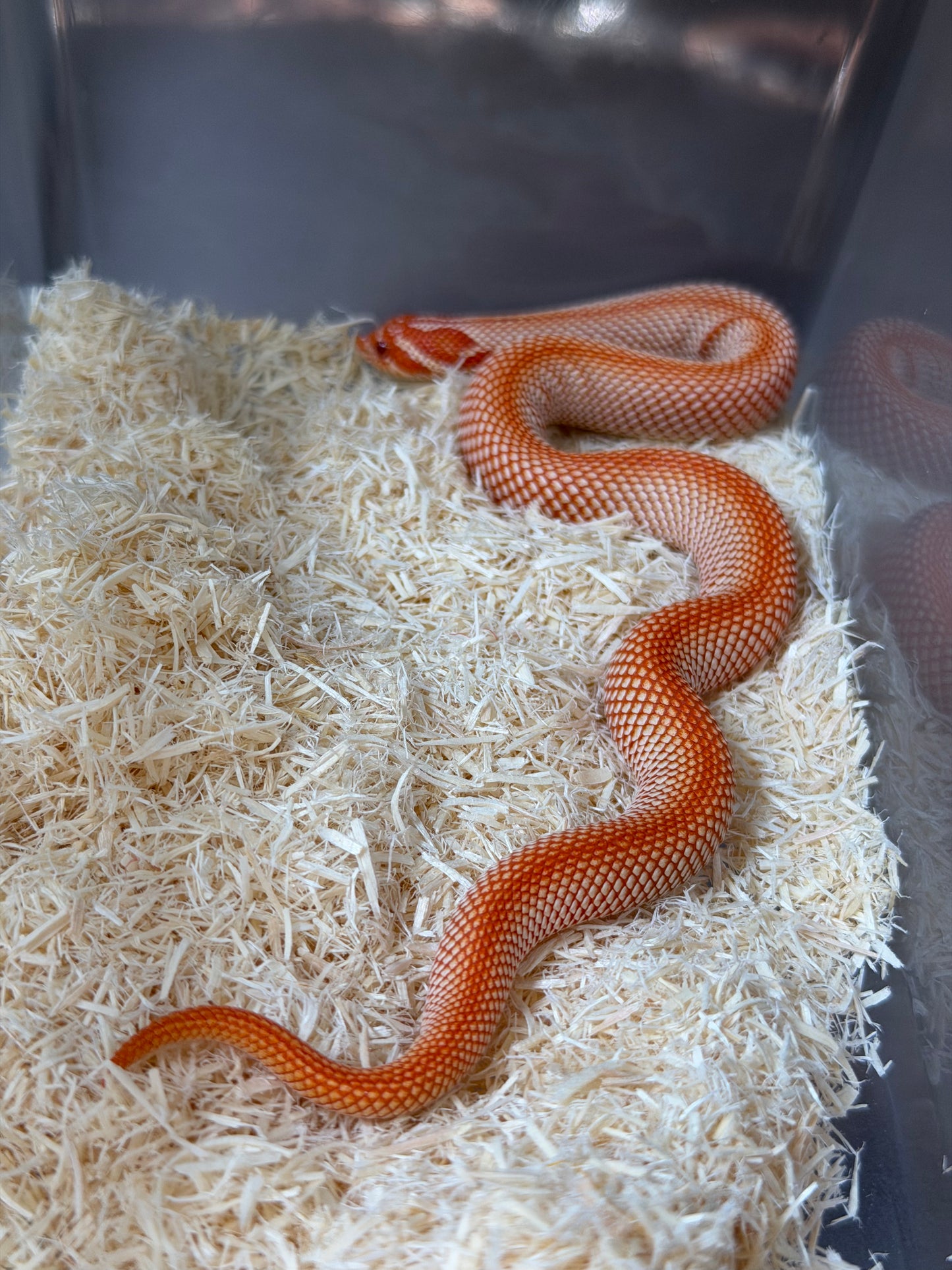 純血彩色爆風白化超級康達