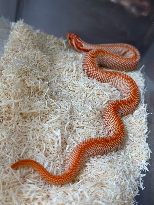 純血彩色爆風白化超級康達