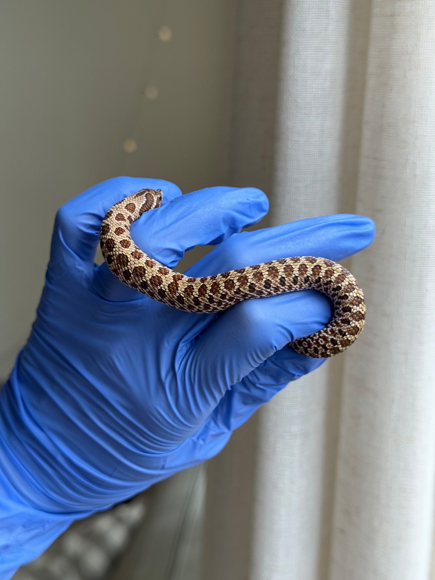 2025 Pos北極Het幽靈巧克力 ♂ (H25331)