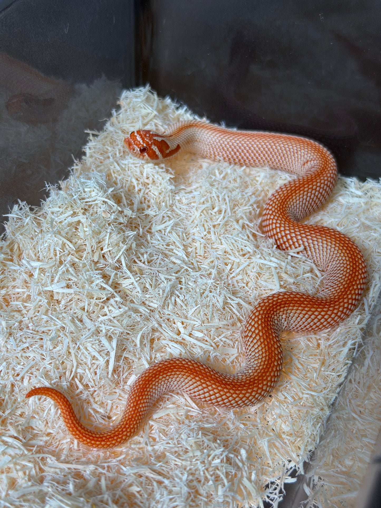 純血彩色爆風白化超級康達