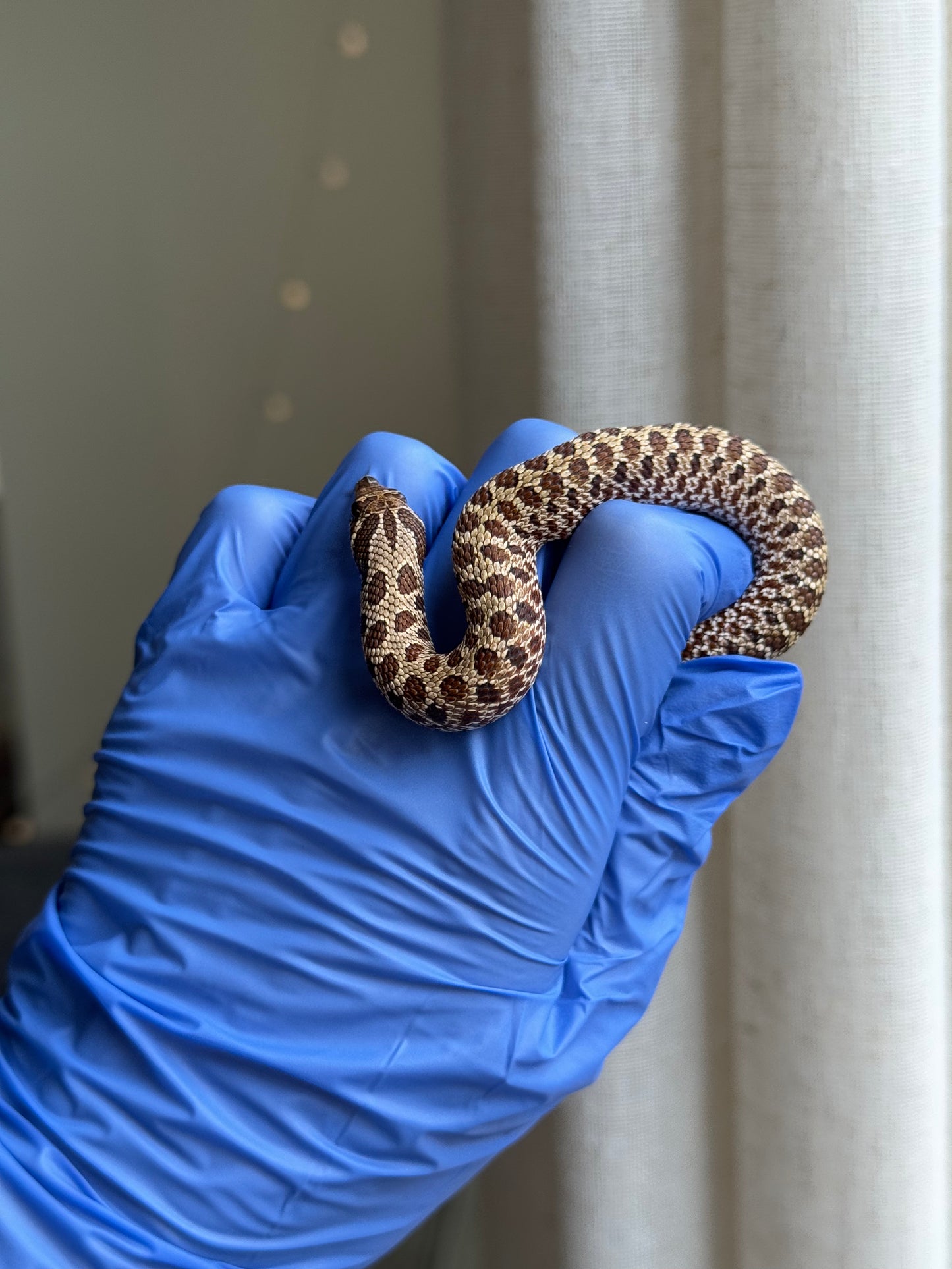 2025 Pos北極Het幽靈巧克力 ♂ (H25331)