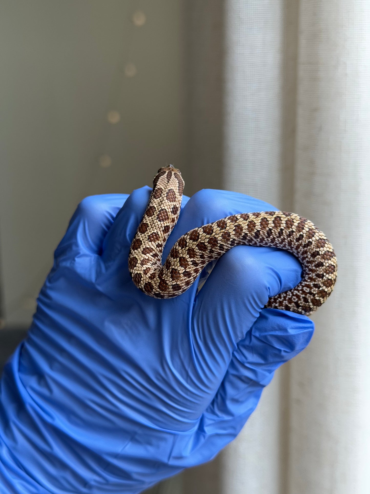 2025 Pos北極Het幽靈巧克力 ♂ (H25331)