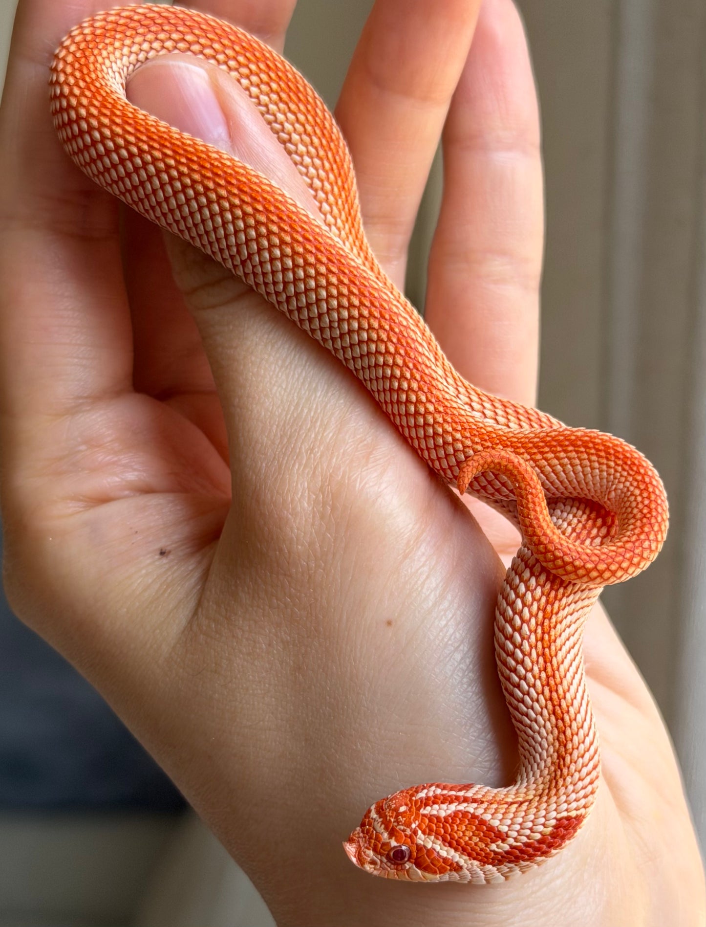 純血彩色爆風白化超級康達