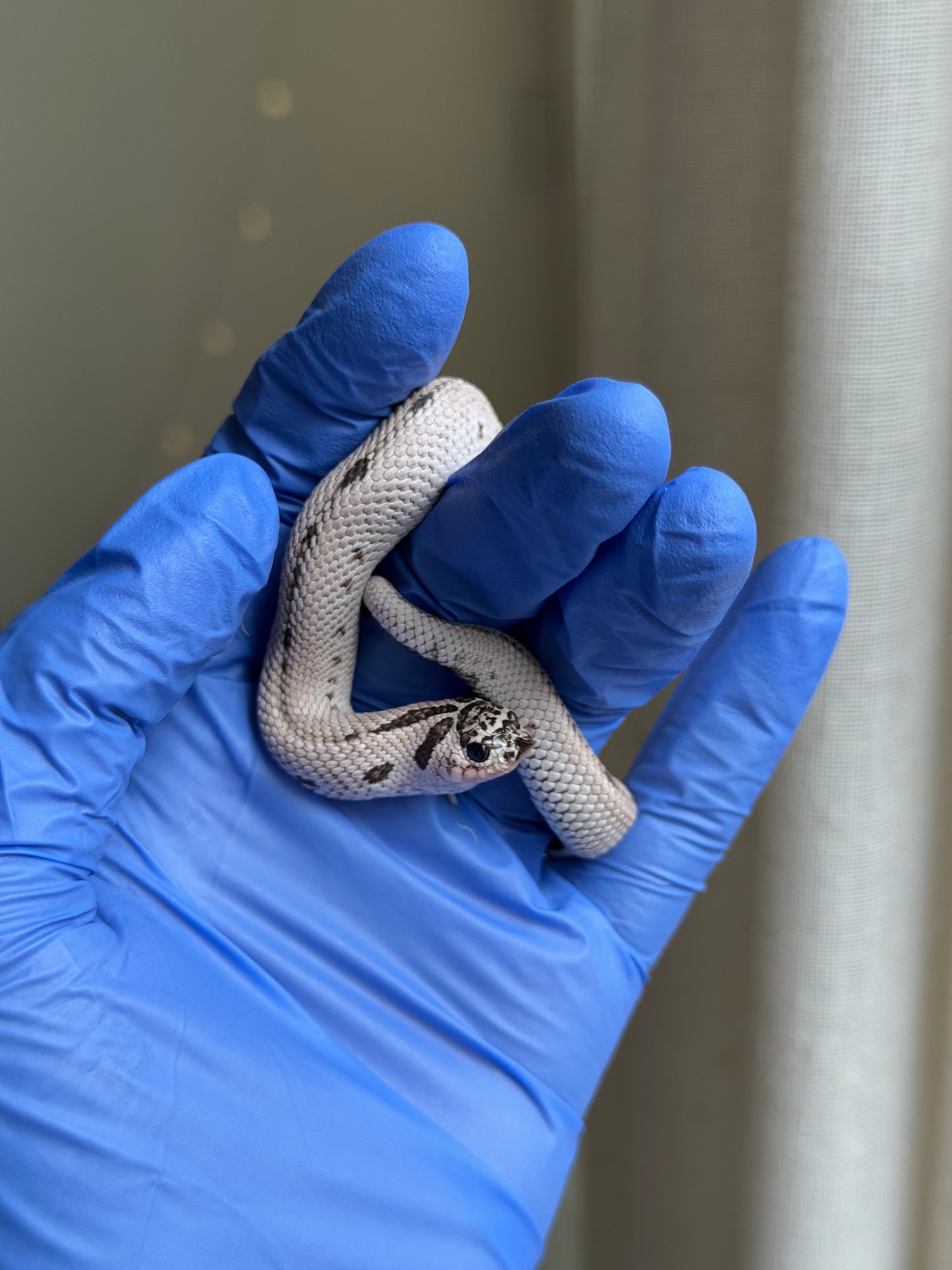 2025 超級北極康達50%ph薰衣草 ♀ (H25319)