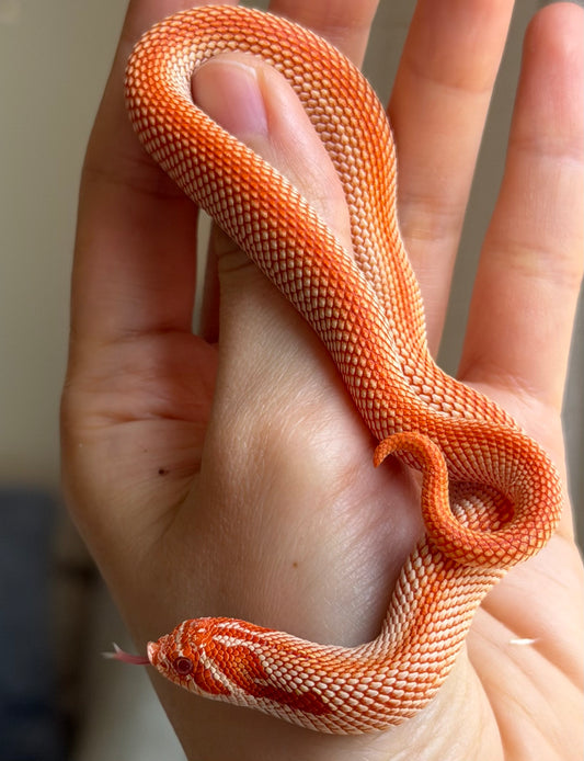 純血彩色爆風白化超級康達