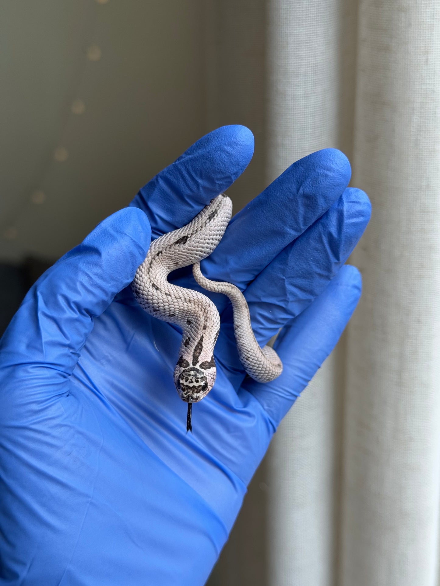 2025 超級北極康達50%ph薰衣草 ♀ (H25319)