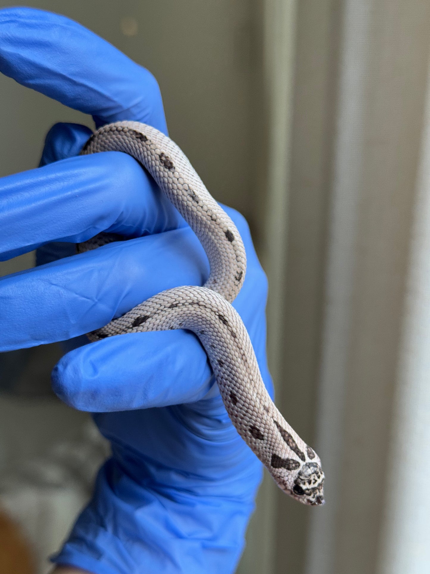 2025 超級北極康達50%ph薰衣草 ♀ (H25319)