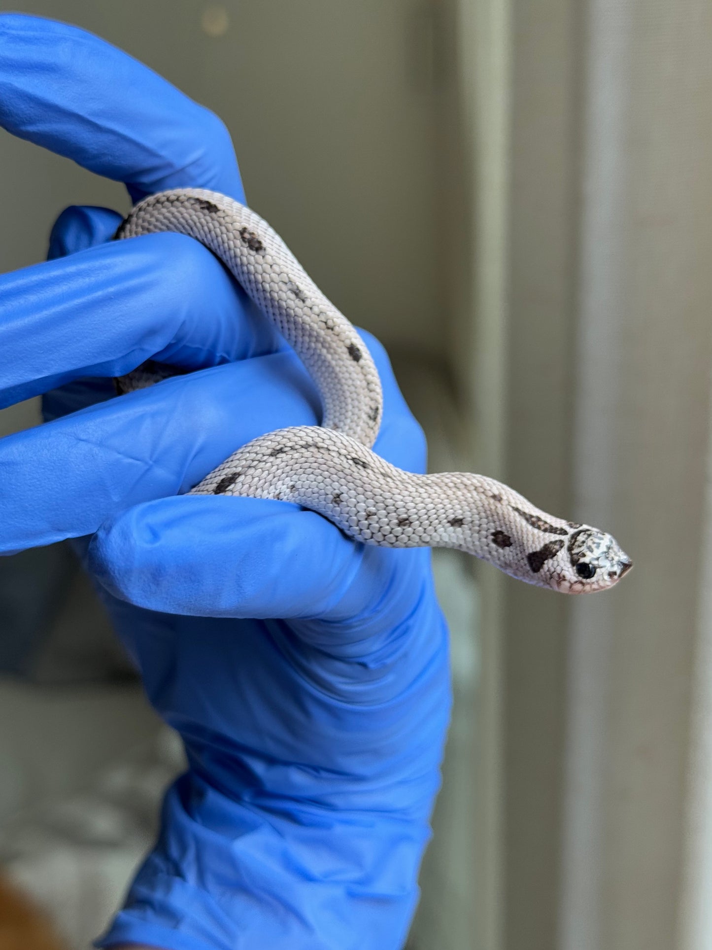 2025 超級北極康達50%ph薰衣草 ♀ (H25319)