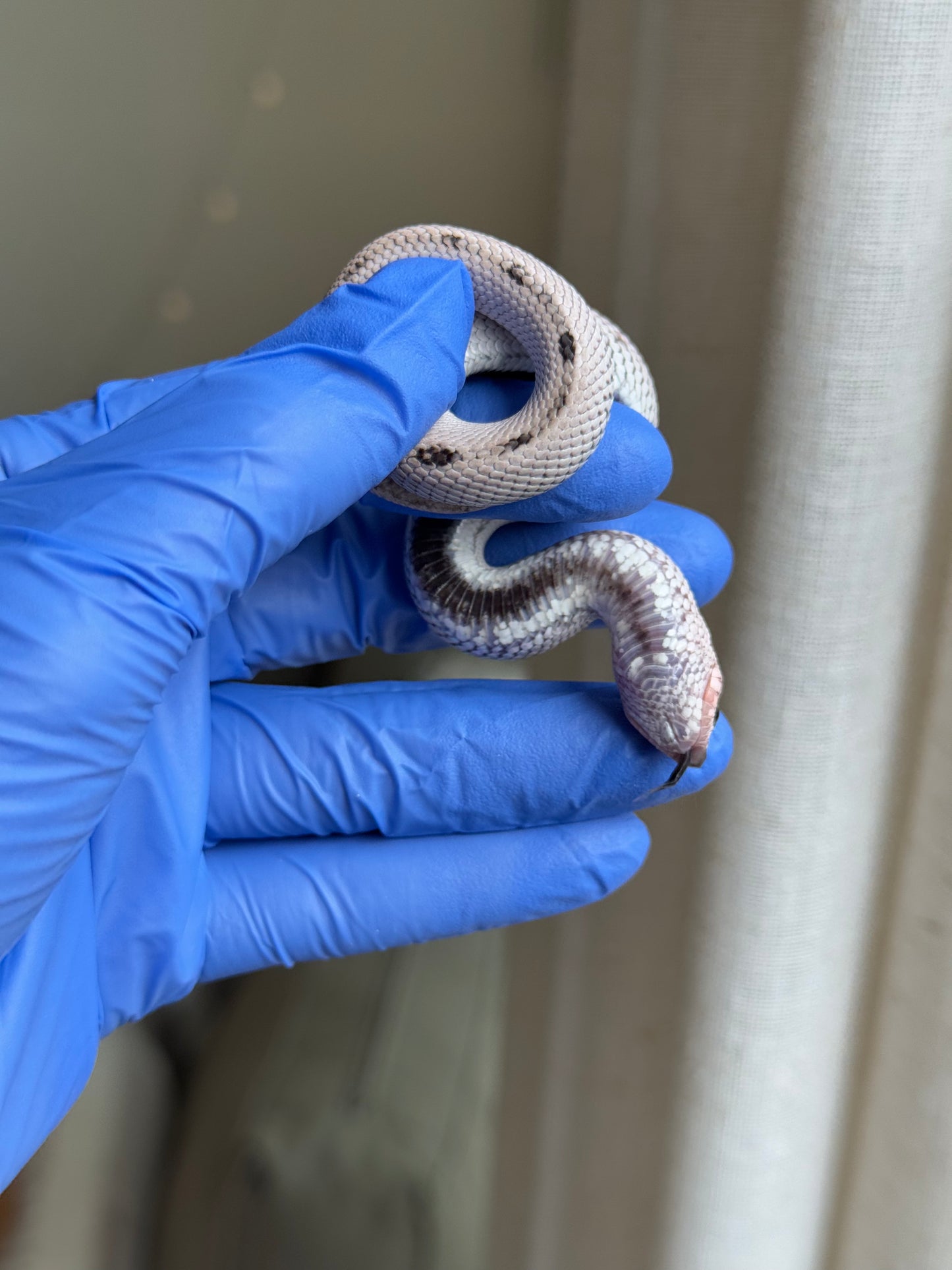 2025 超級北極康達50%ph薰衣草 ♀ (H25319)