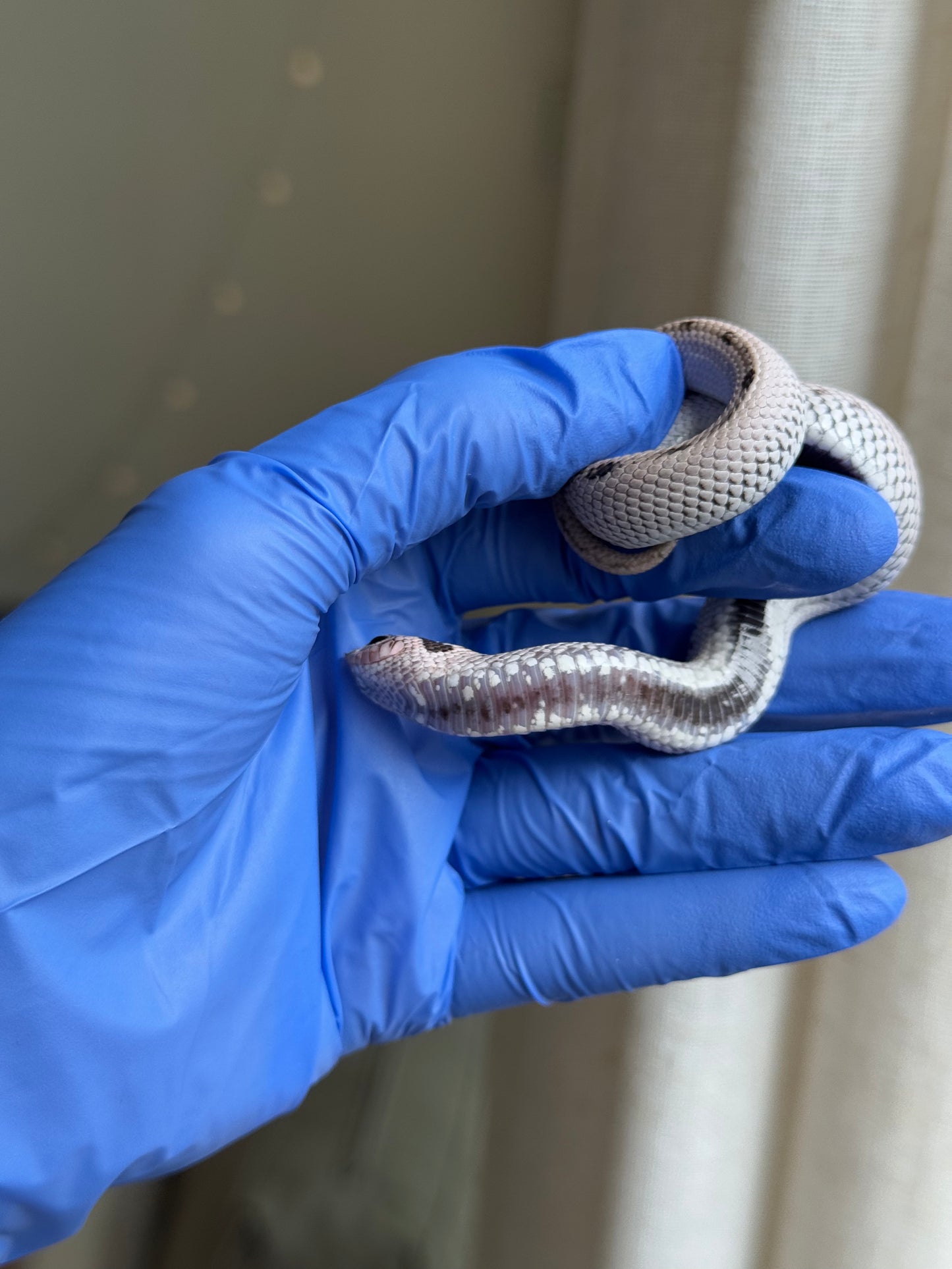 2025 超級北極康達50%ph薰衣草 ♀ (H25319)