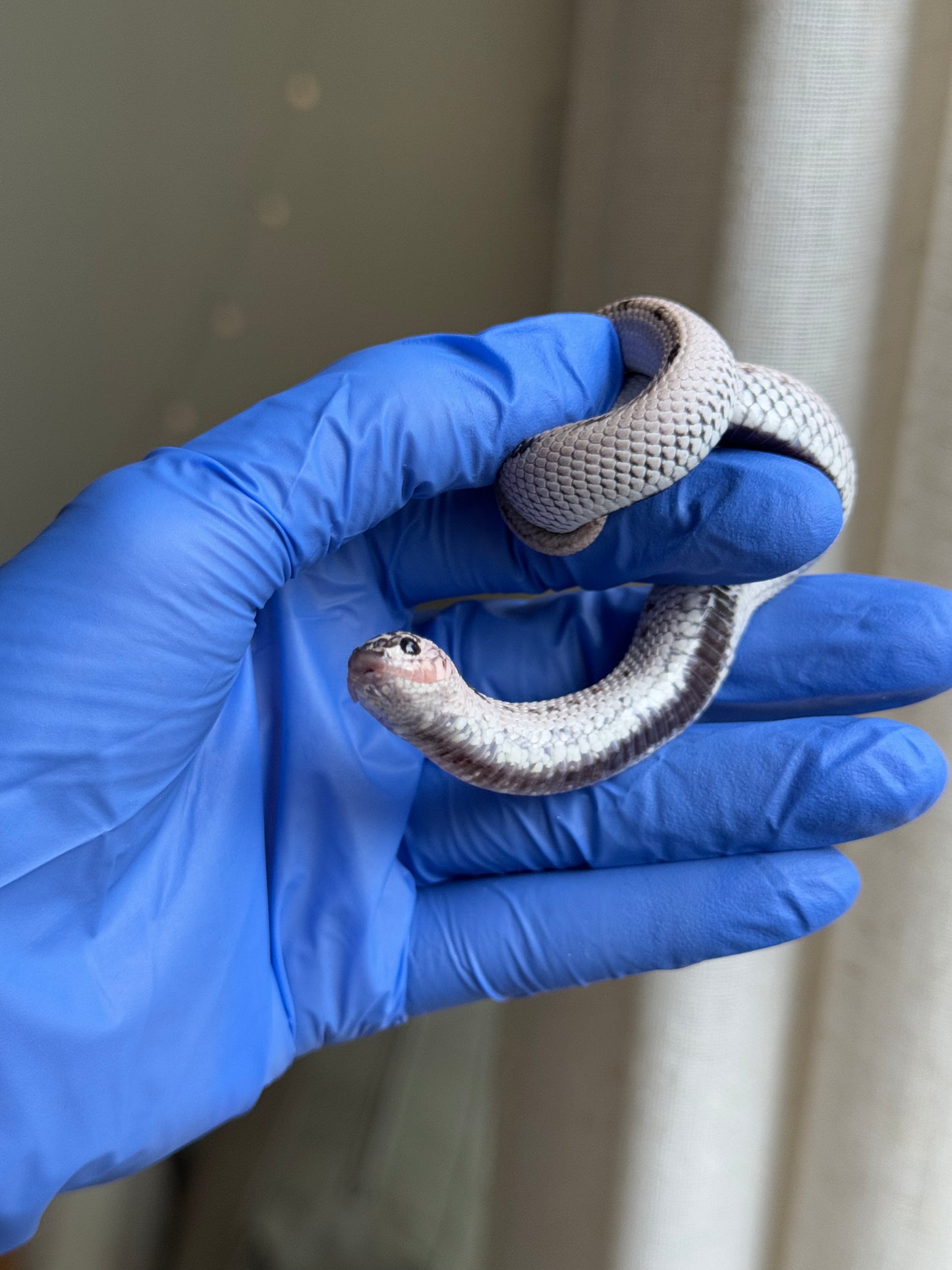 2025 超級北極康達50%ph薰衣草 ♀ (H25319)